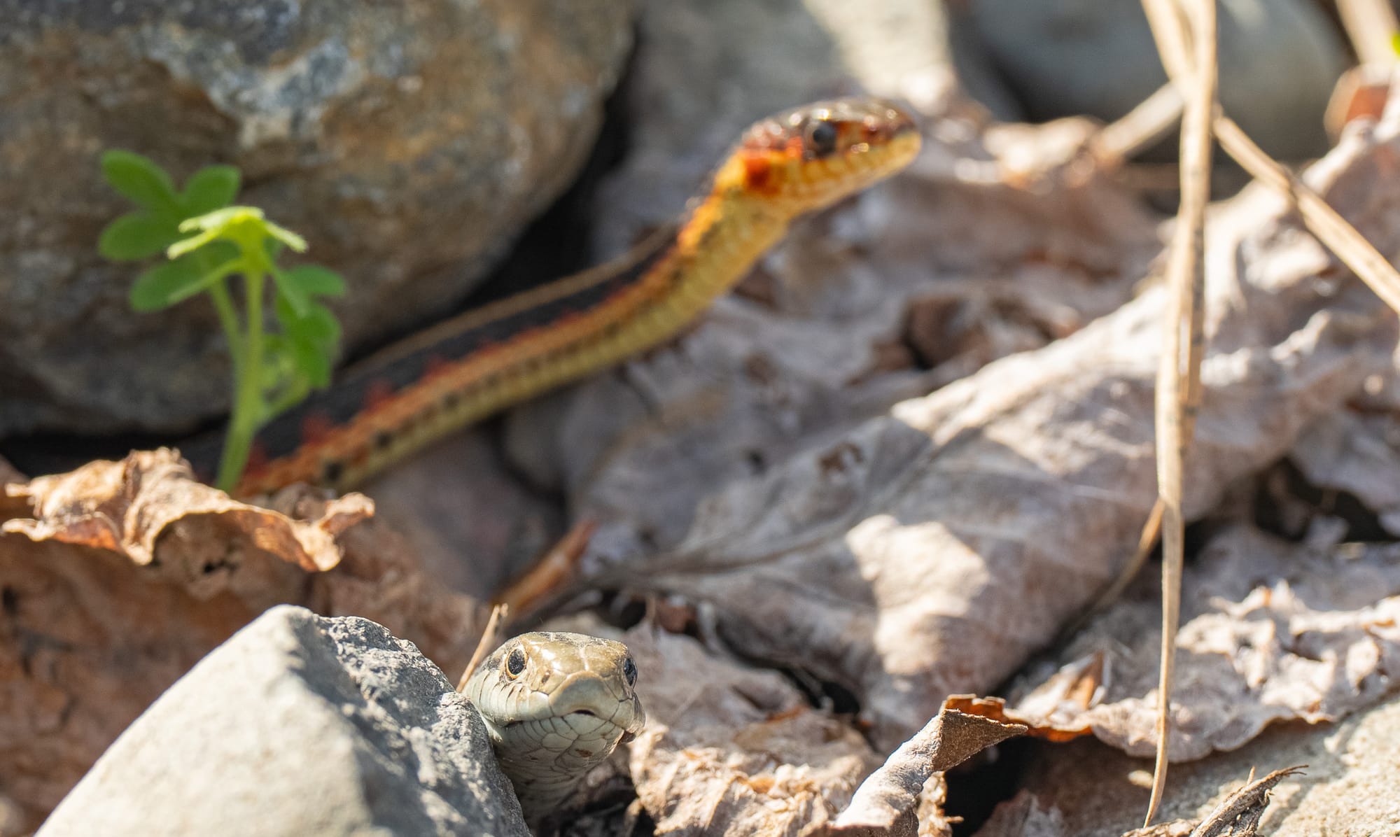 two garter snakes