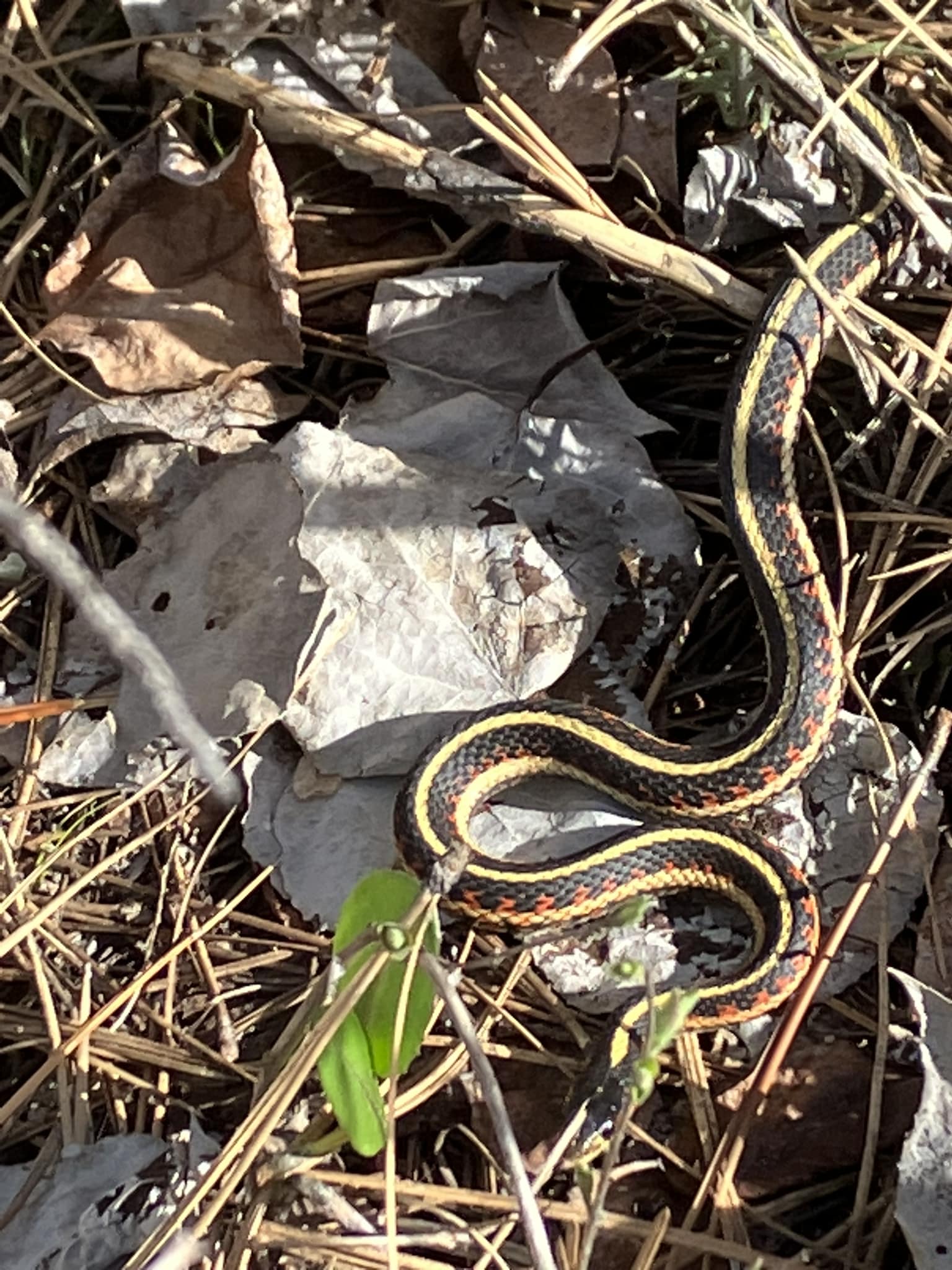 valley garter snake