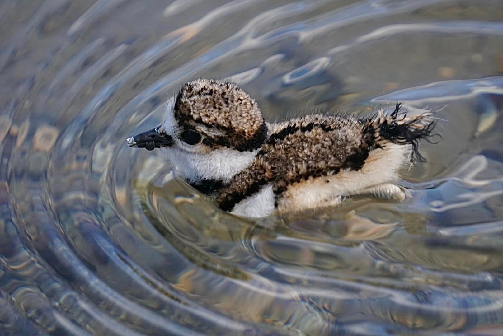 killdeer chick