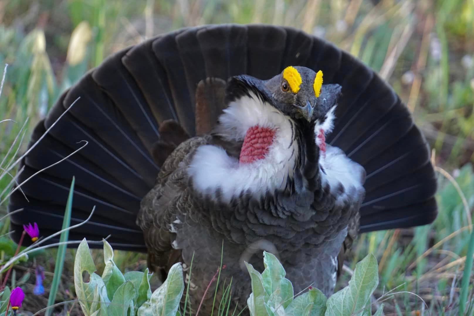 displaying dusky grouse