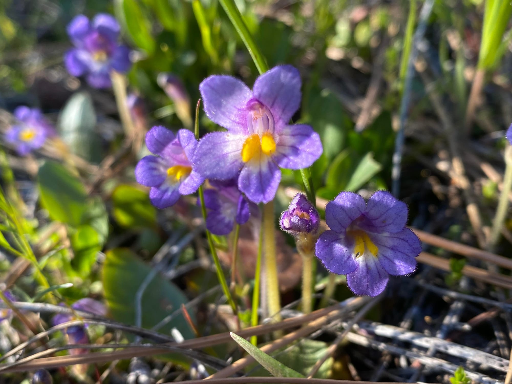 naked broomrape