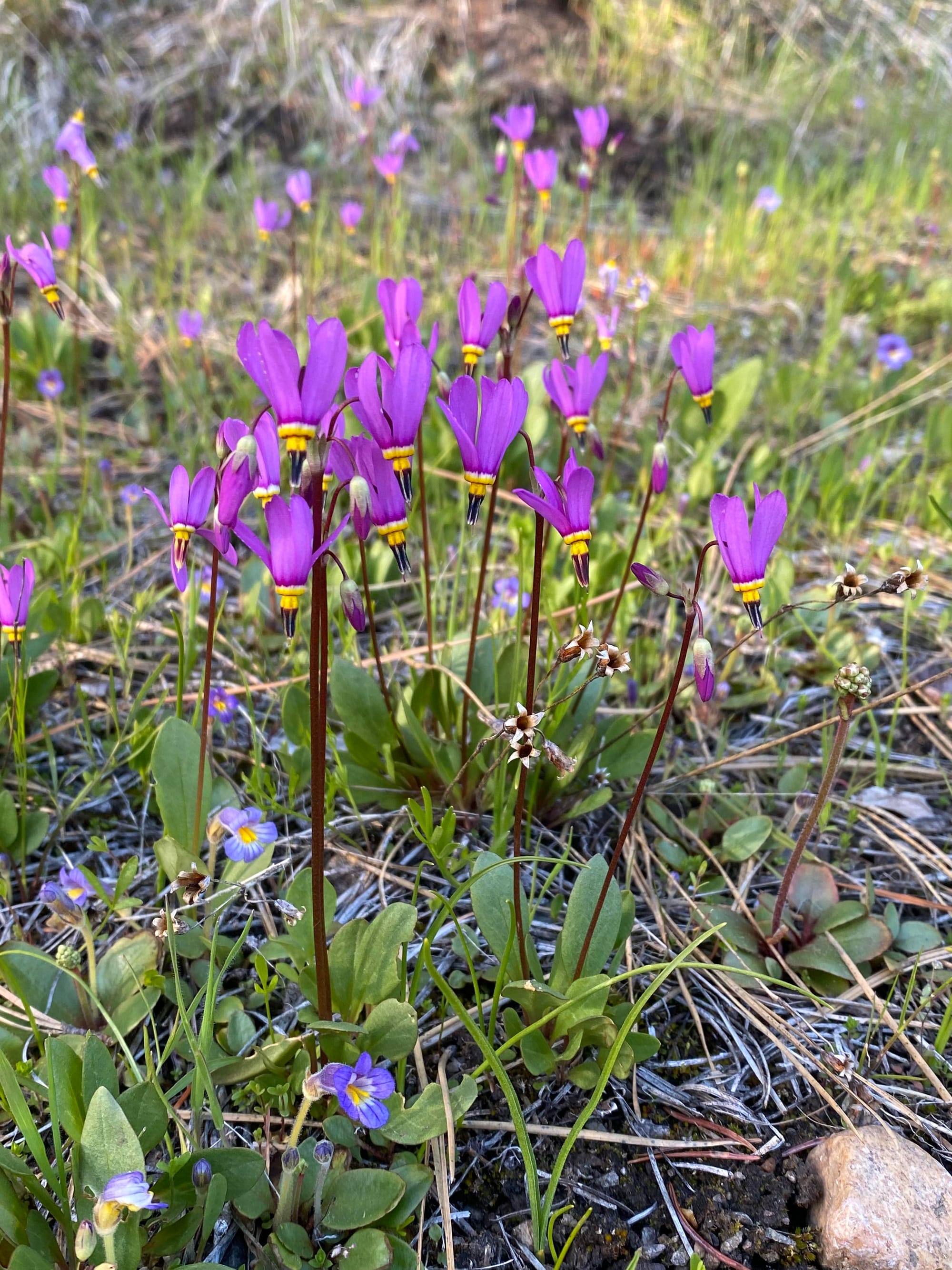 naked broomrape