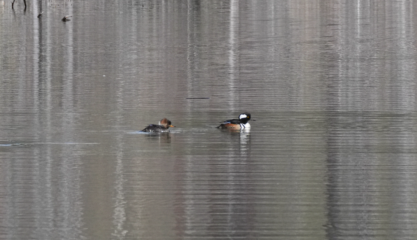 hooded merganser pair