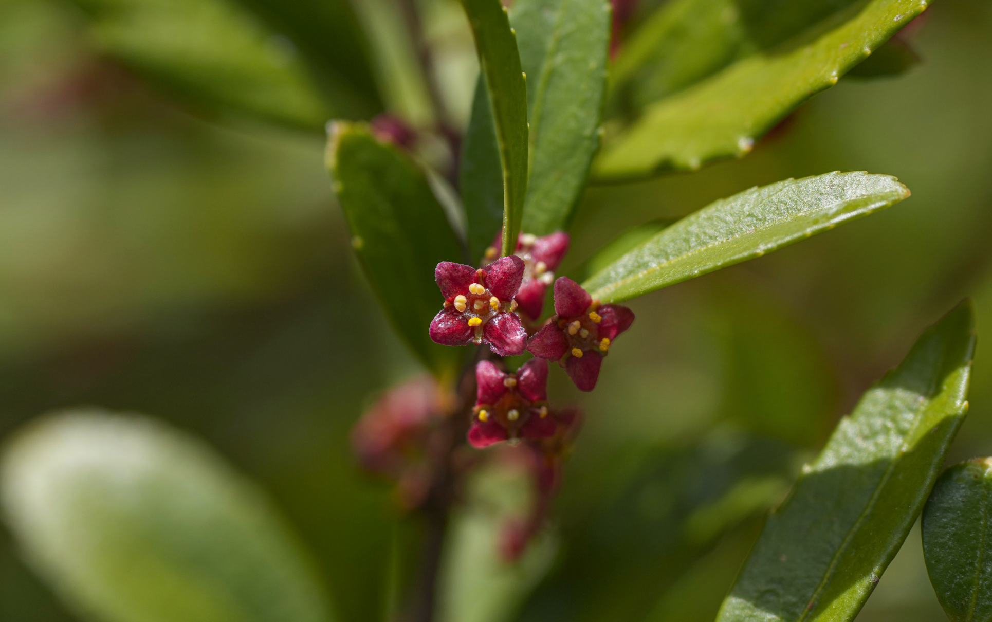 boxwood flowers