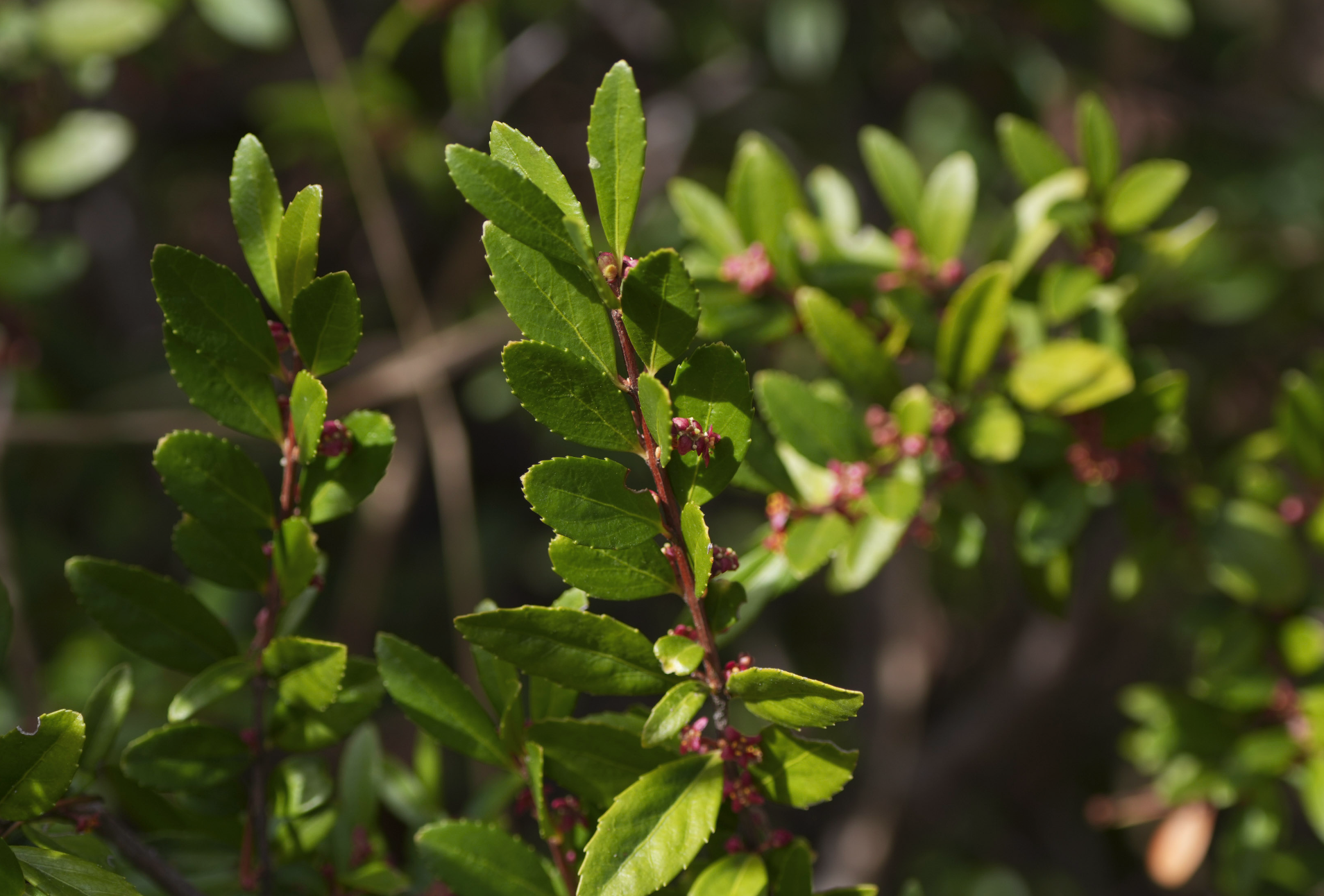 Oregon boxwood