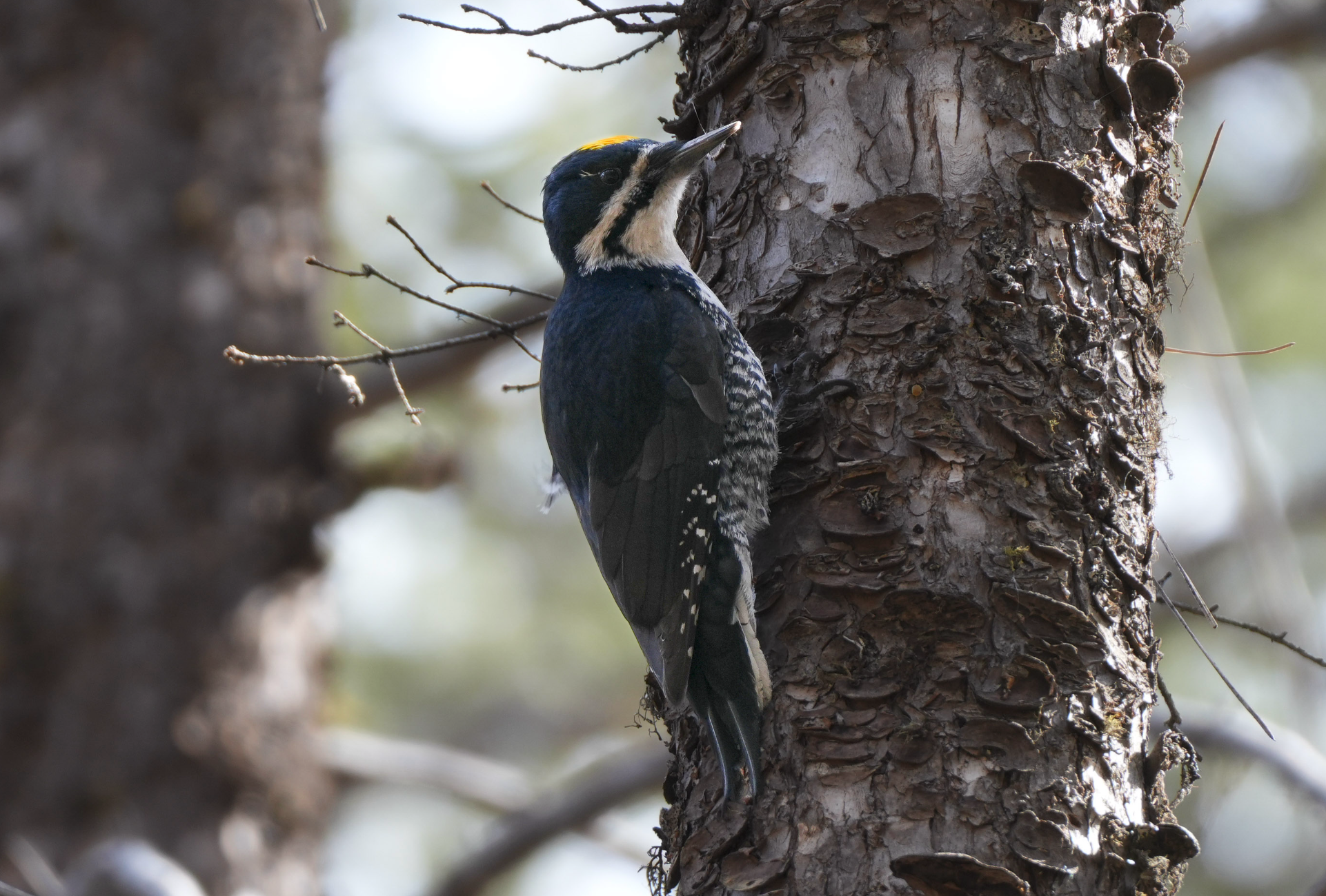 black-backed woodpecker