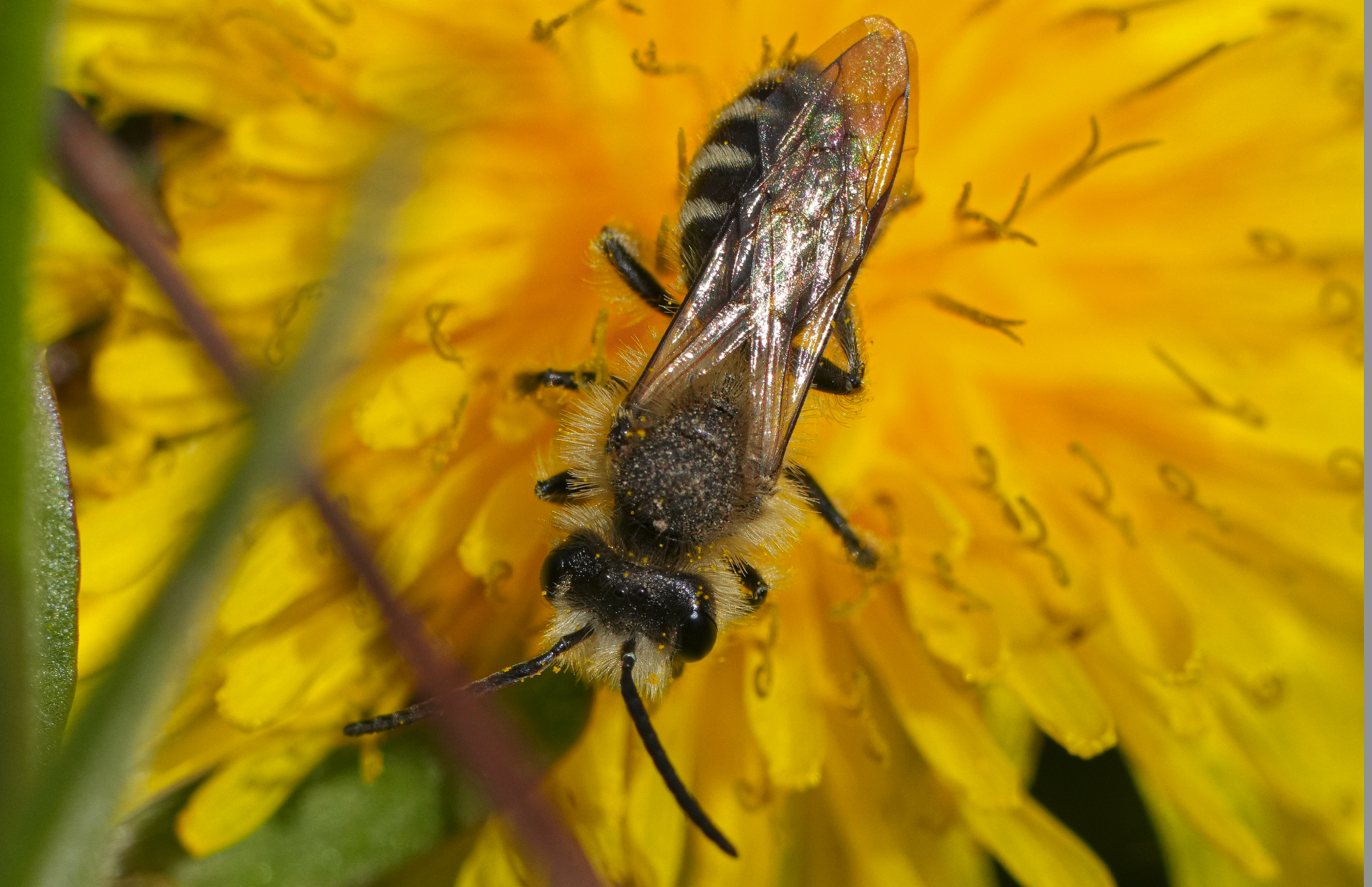 native bee on dandelion