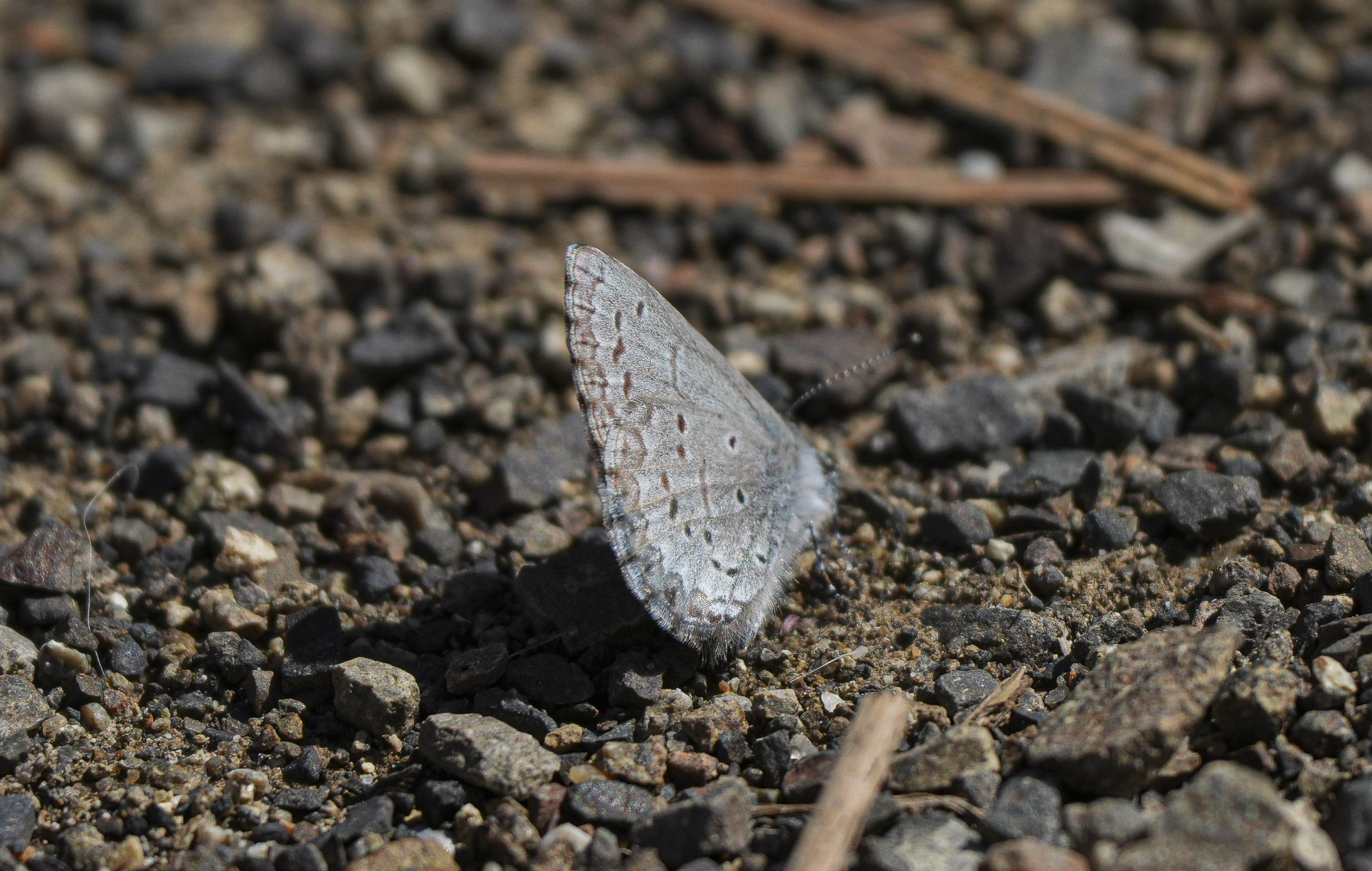 blue butterfly