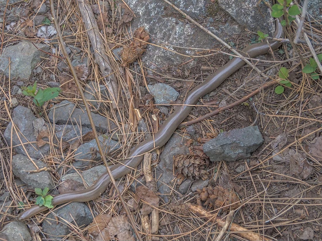 rubber boa