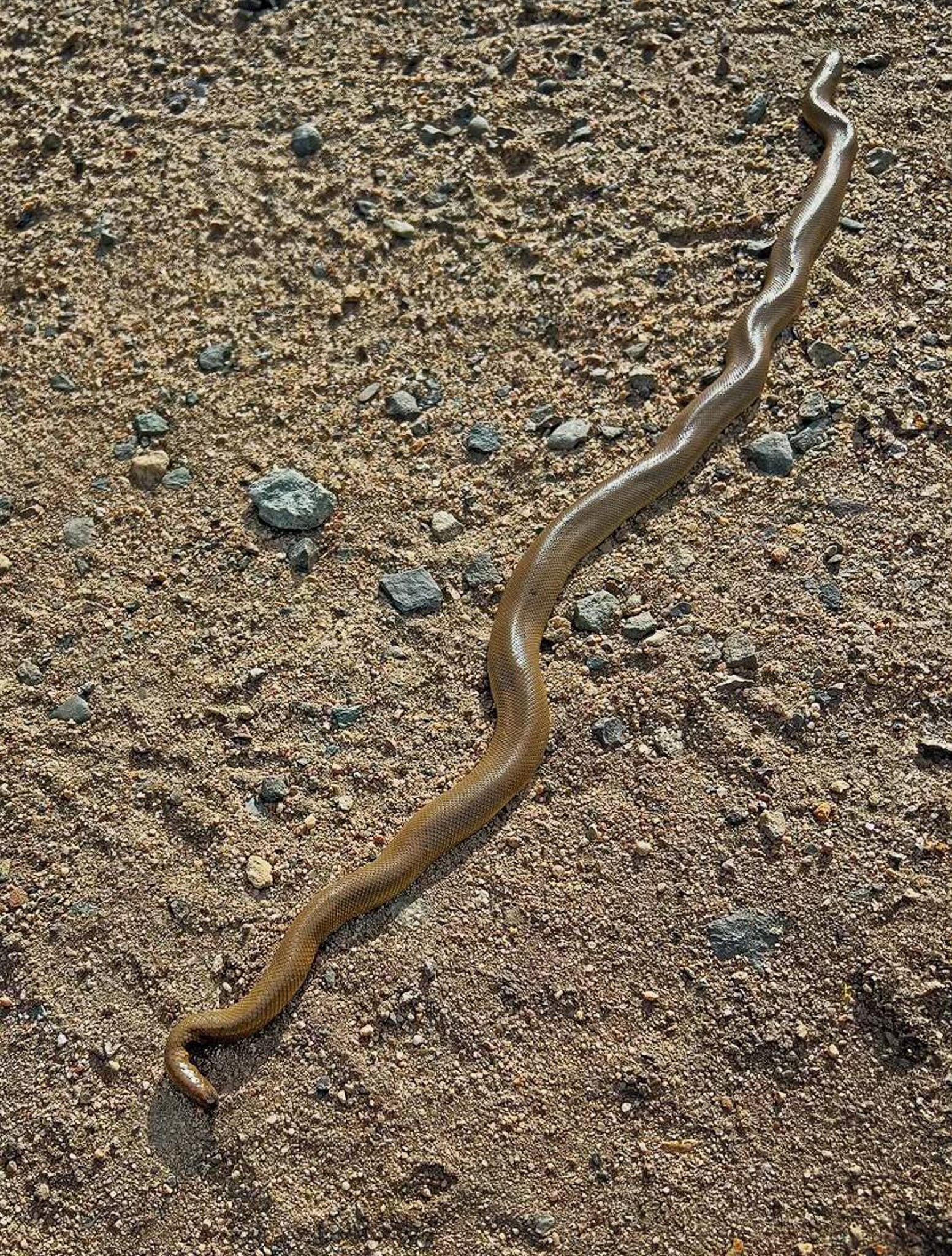 rubber boa