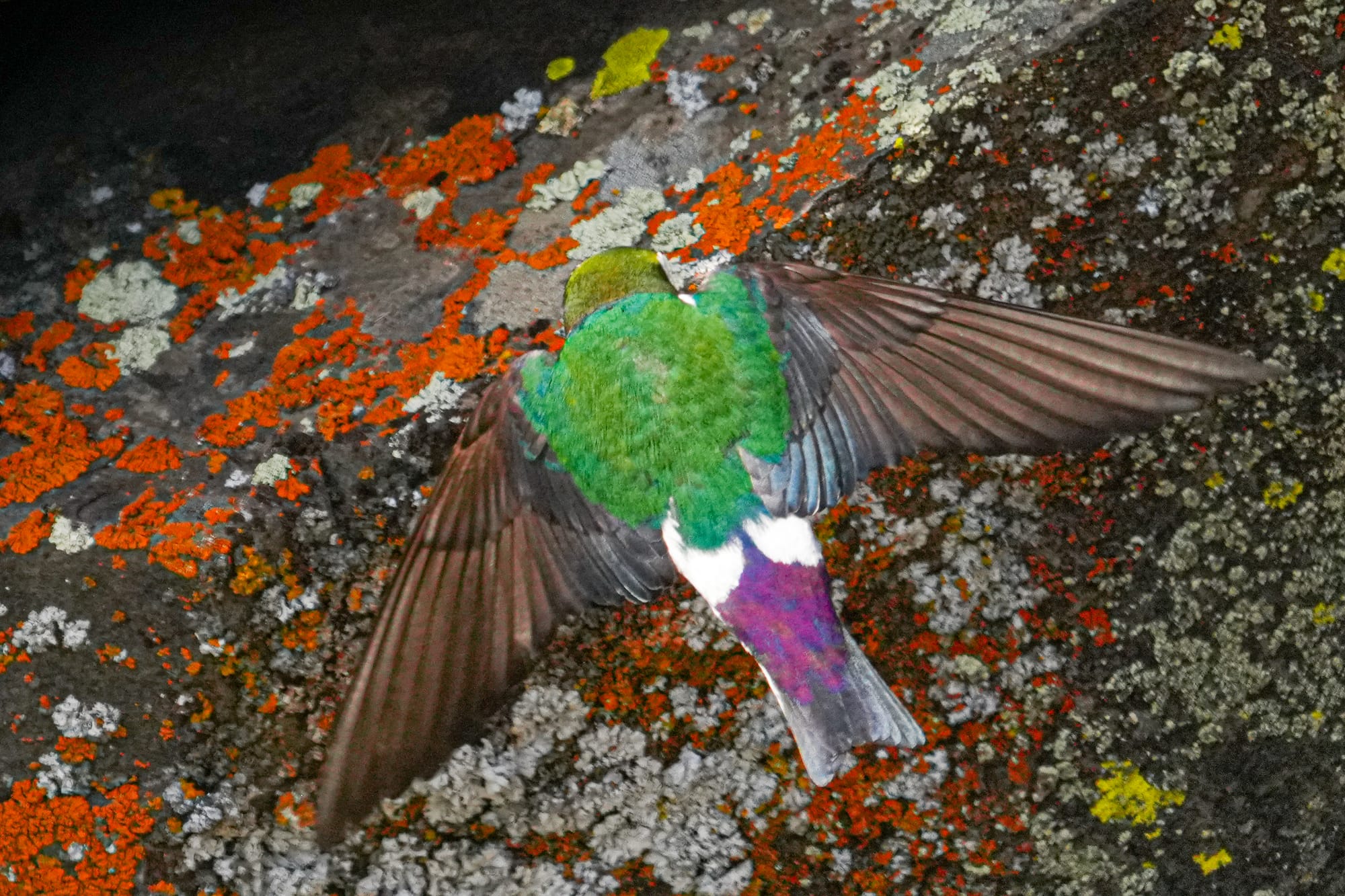 violet-green swallow
