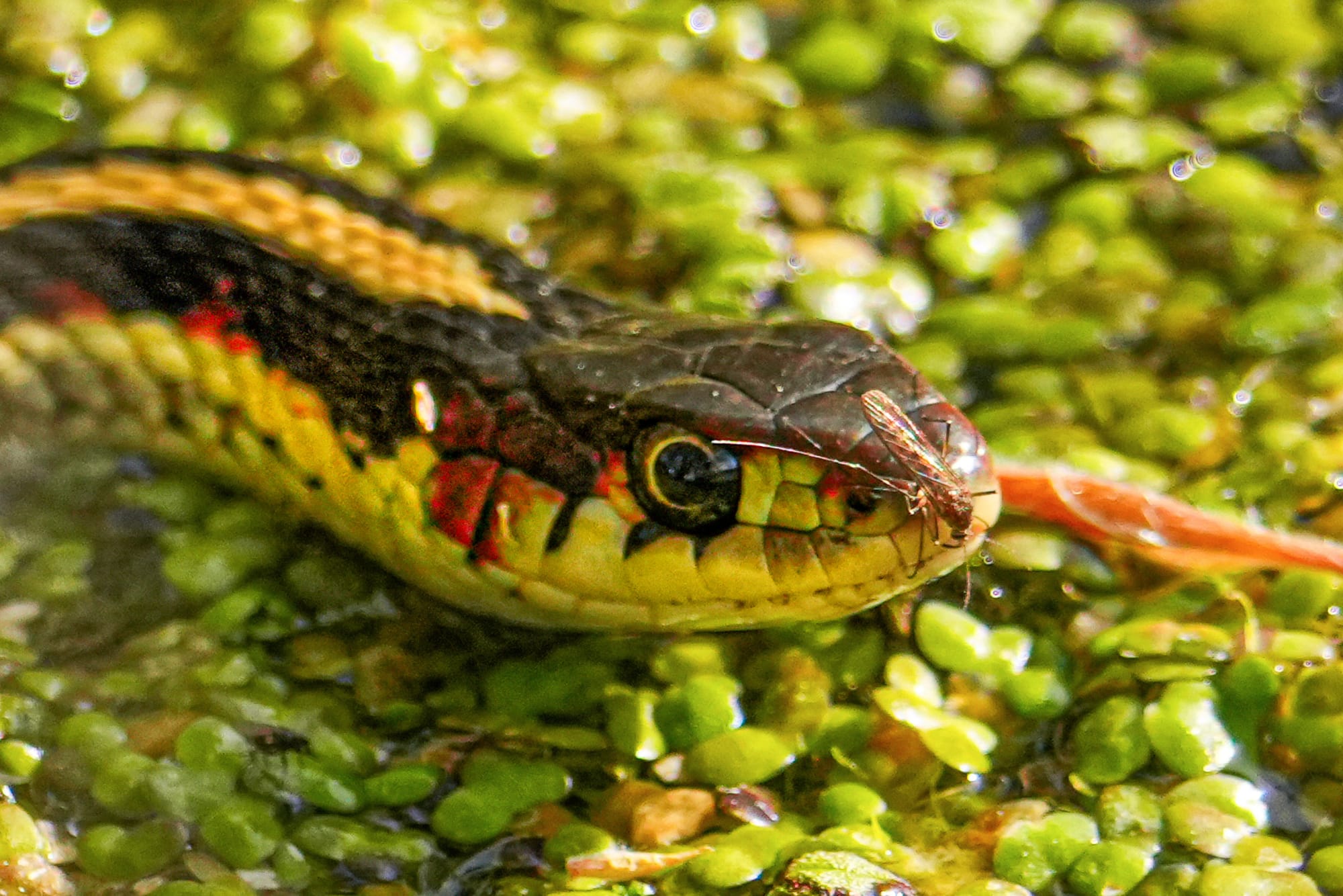 common garter snake