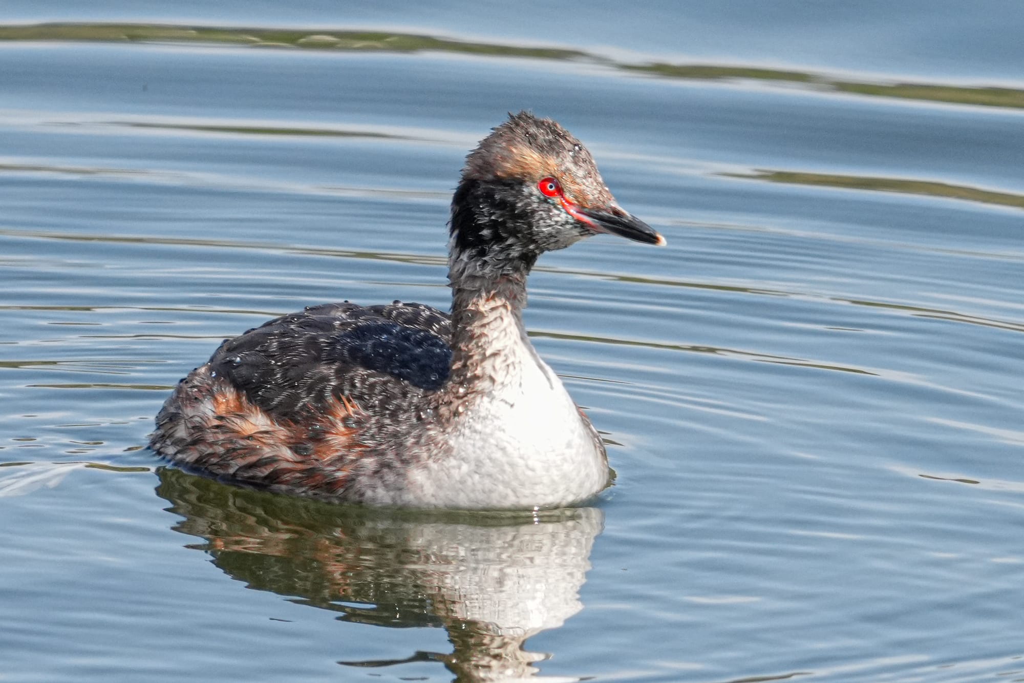 horned grebe