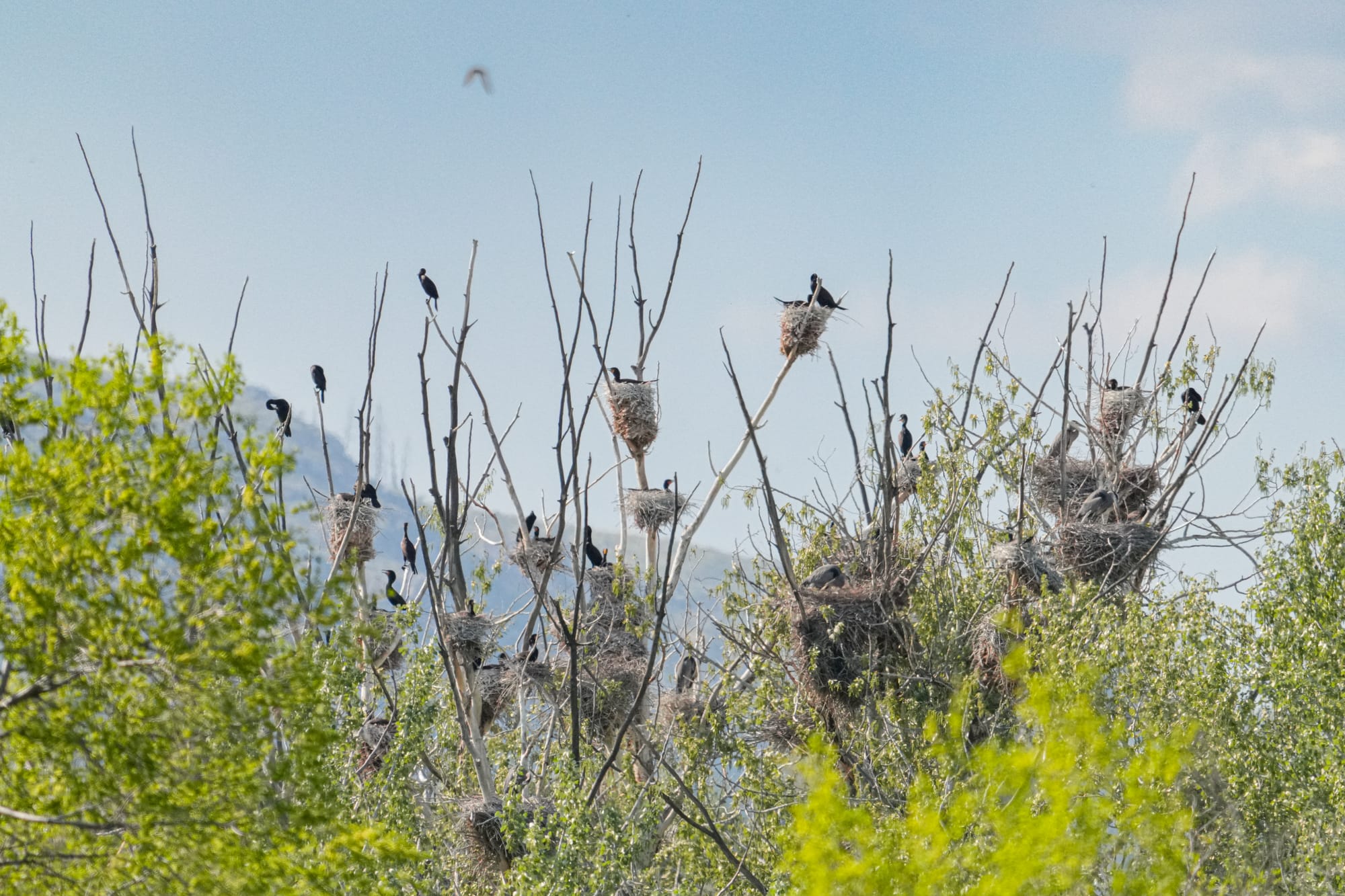 double-crested cormorant colony