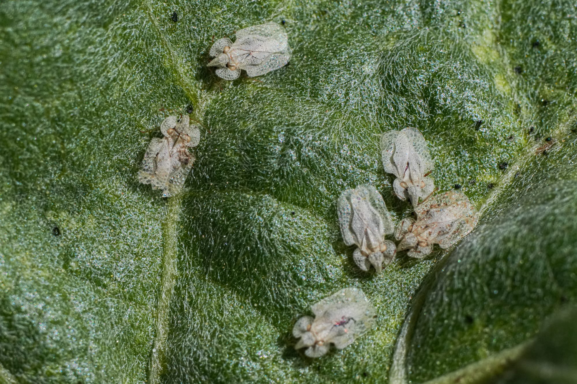 lace bugs