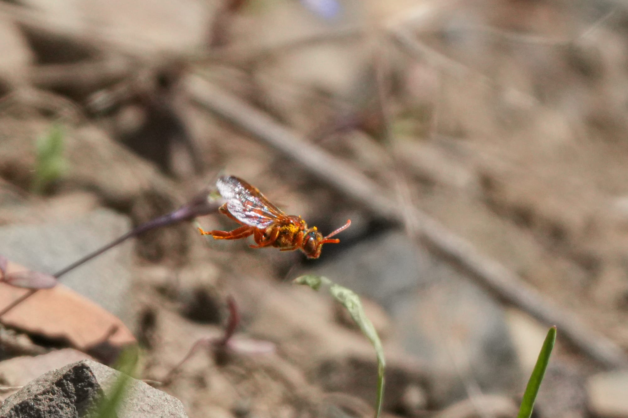 small wasp