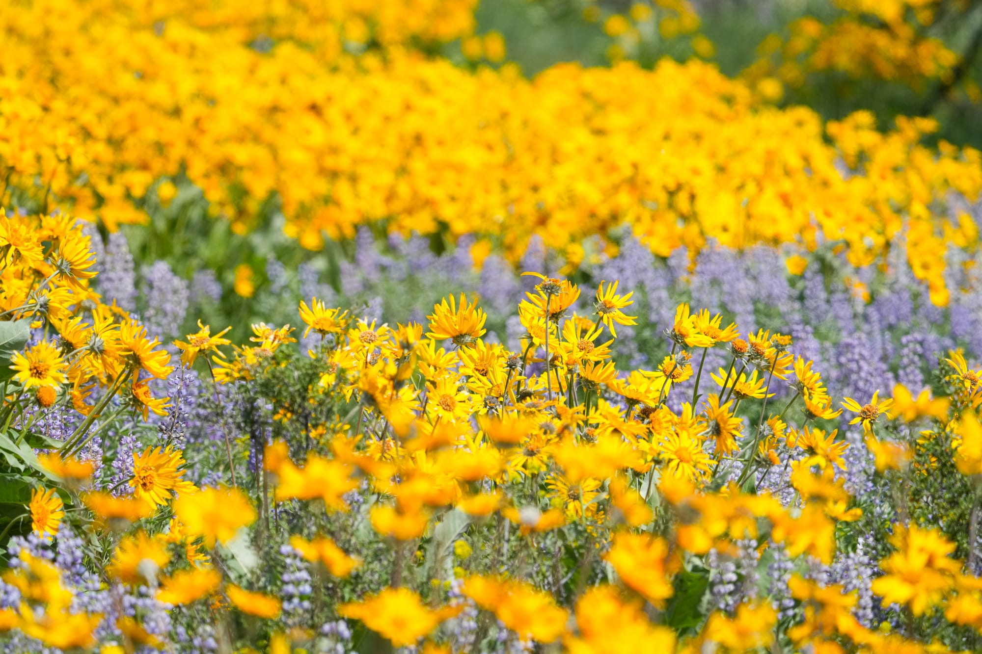 balsamroot and lupine