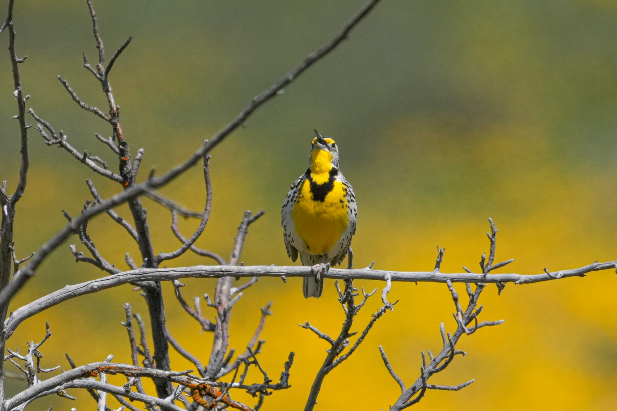 western meadowlark