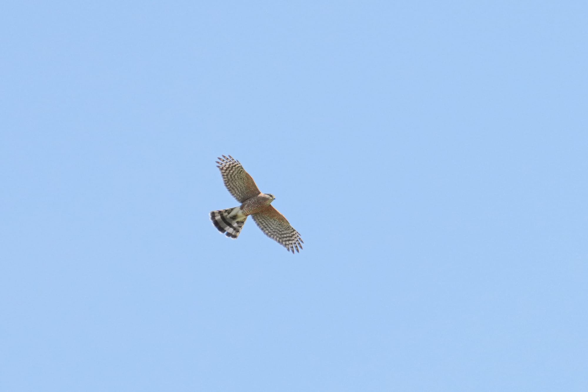 sharp-shinned hawk