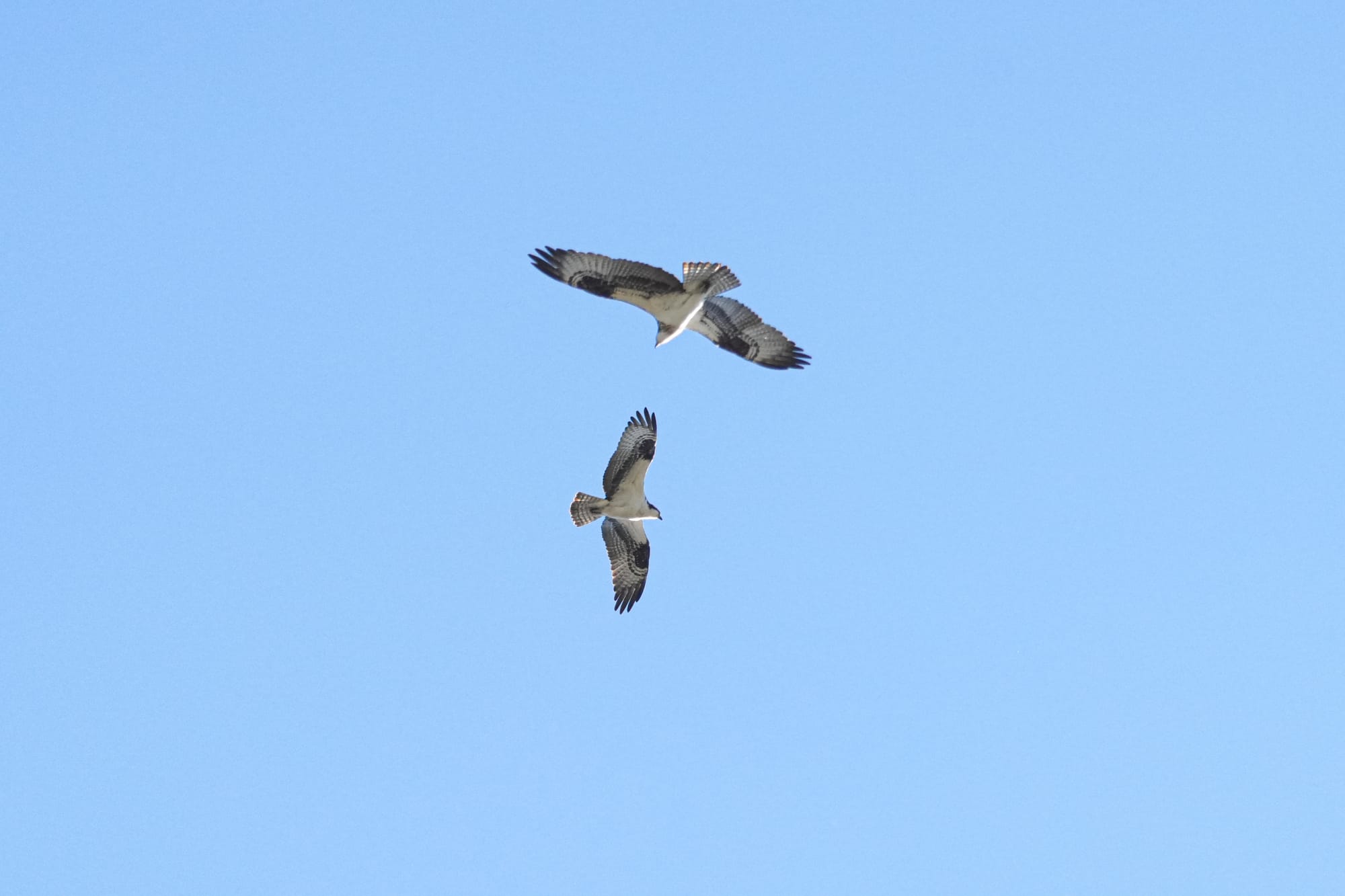 osprey