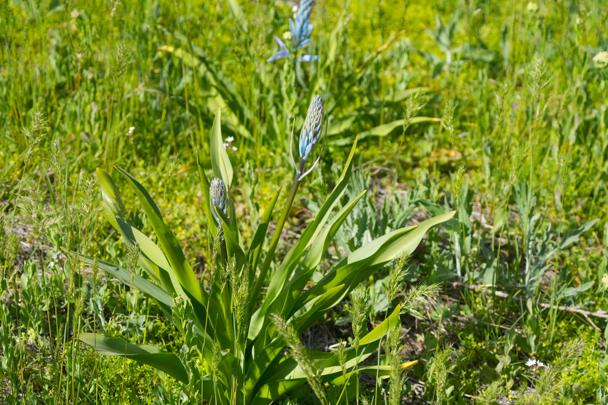 camas