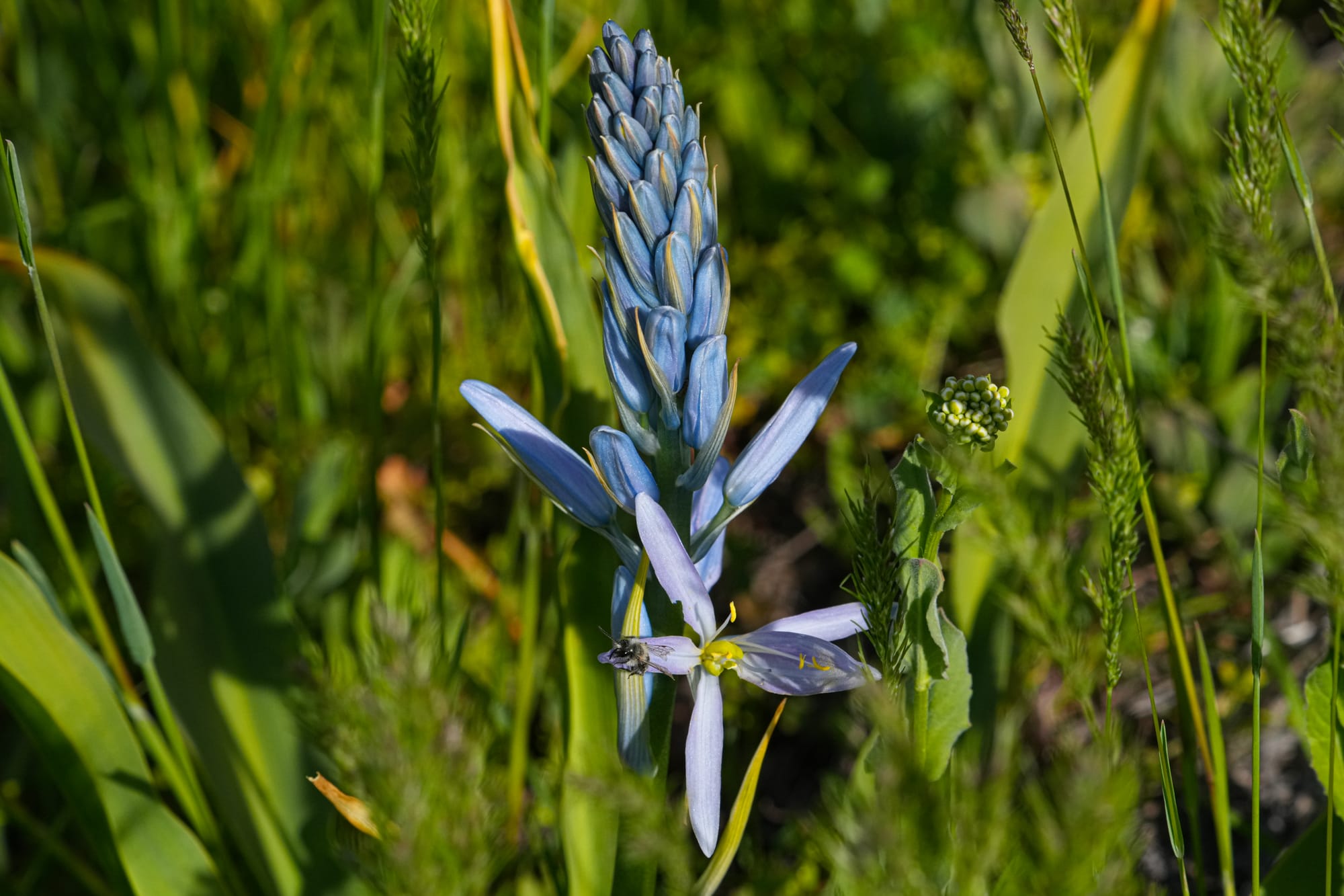 camas