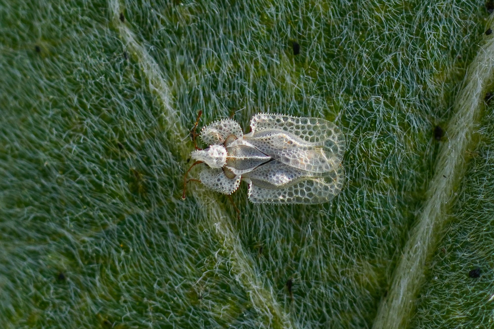 lace bug