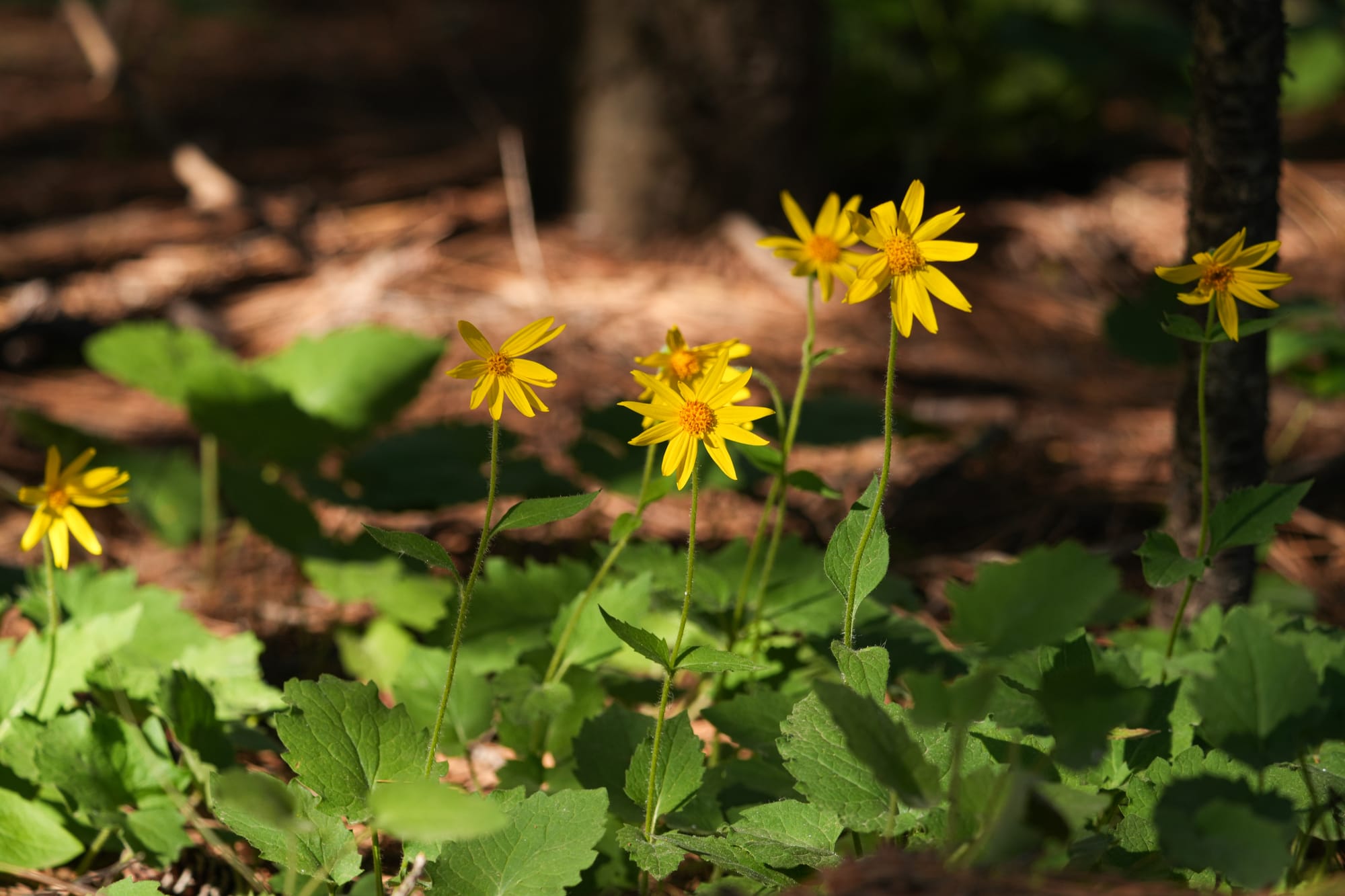arnica