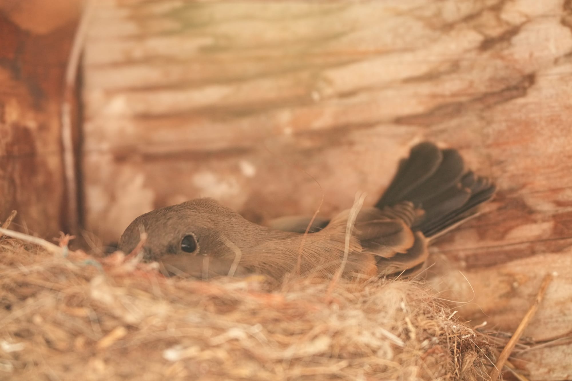 Say's phoebe