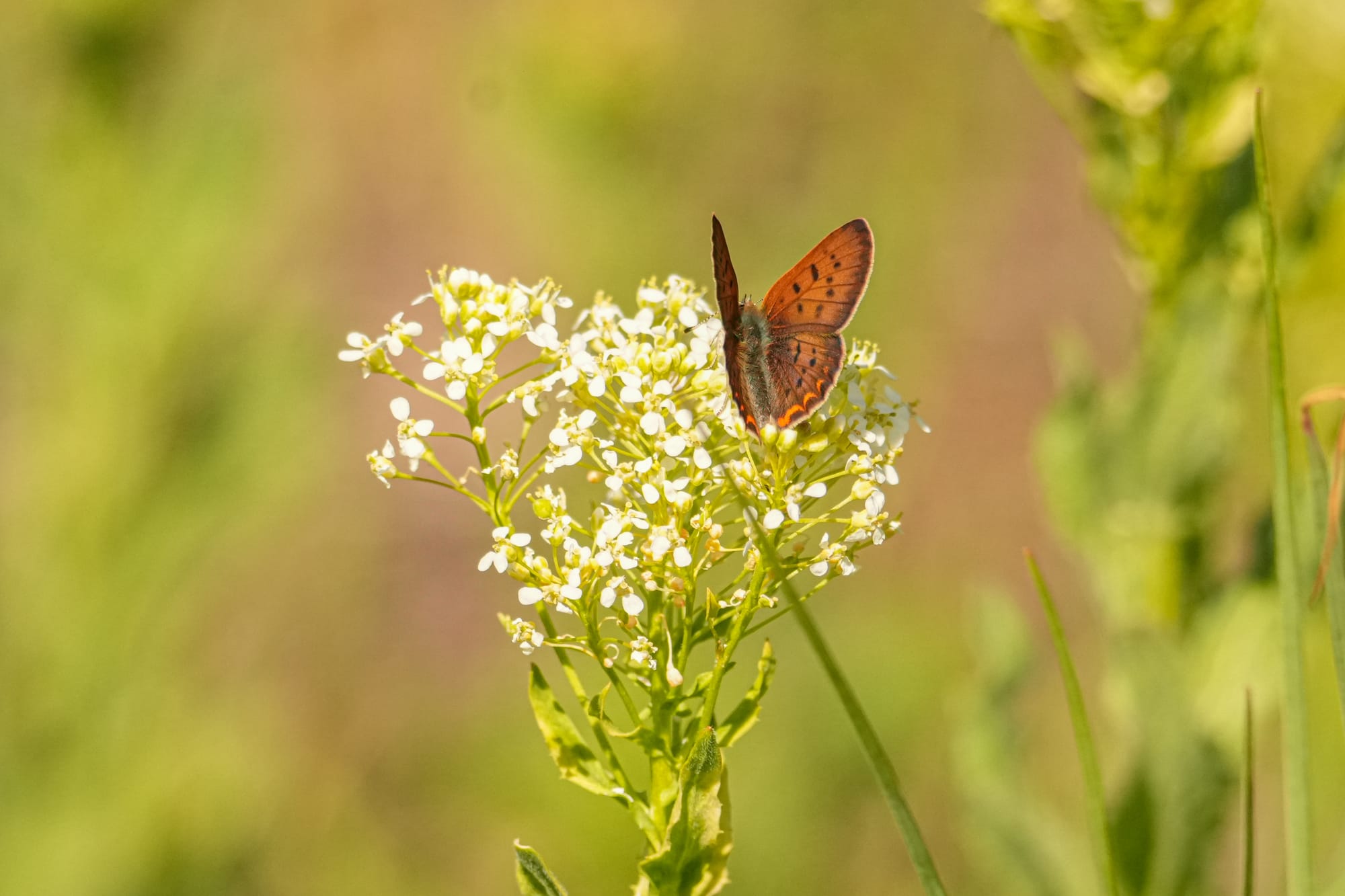 purplish copper