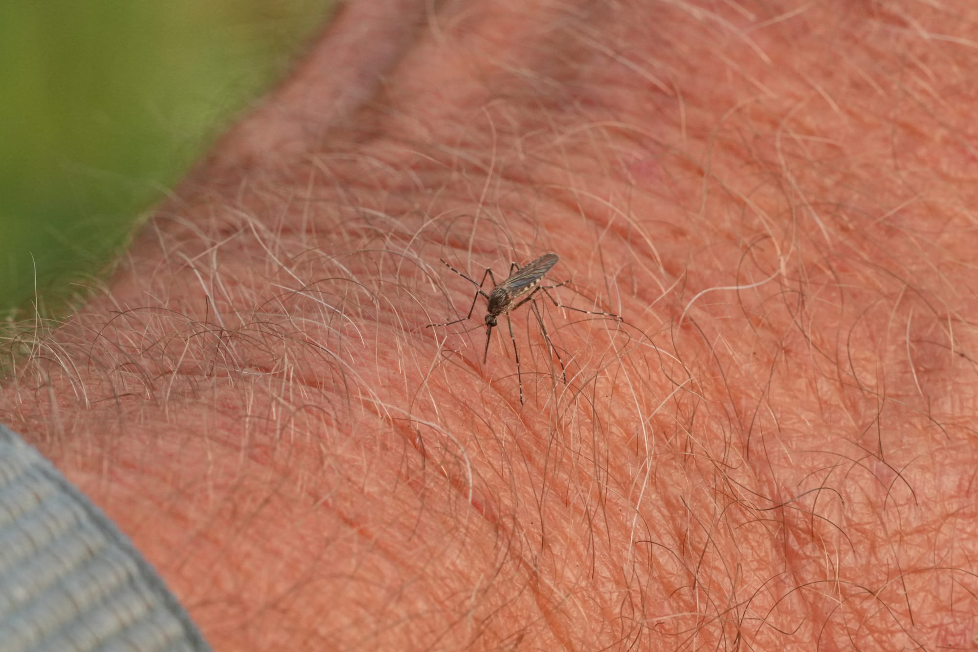 mosquito