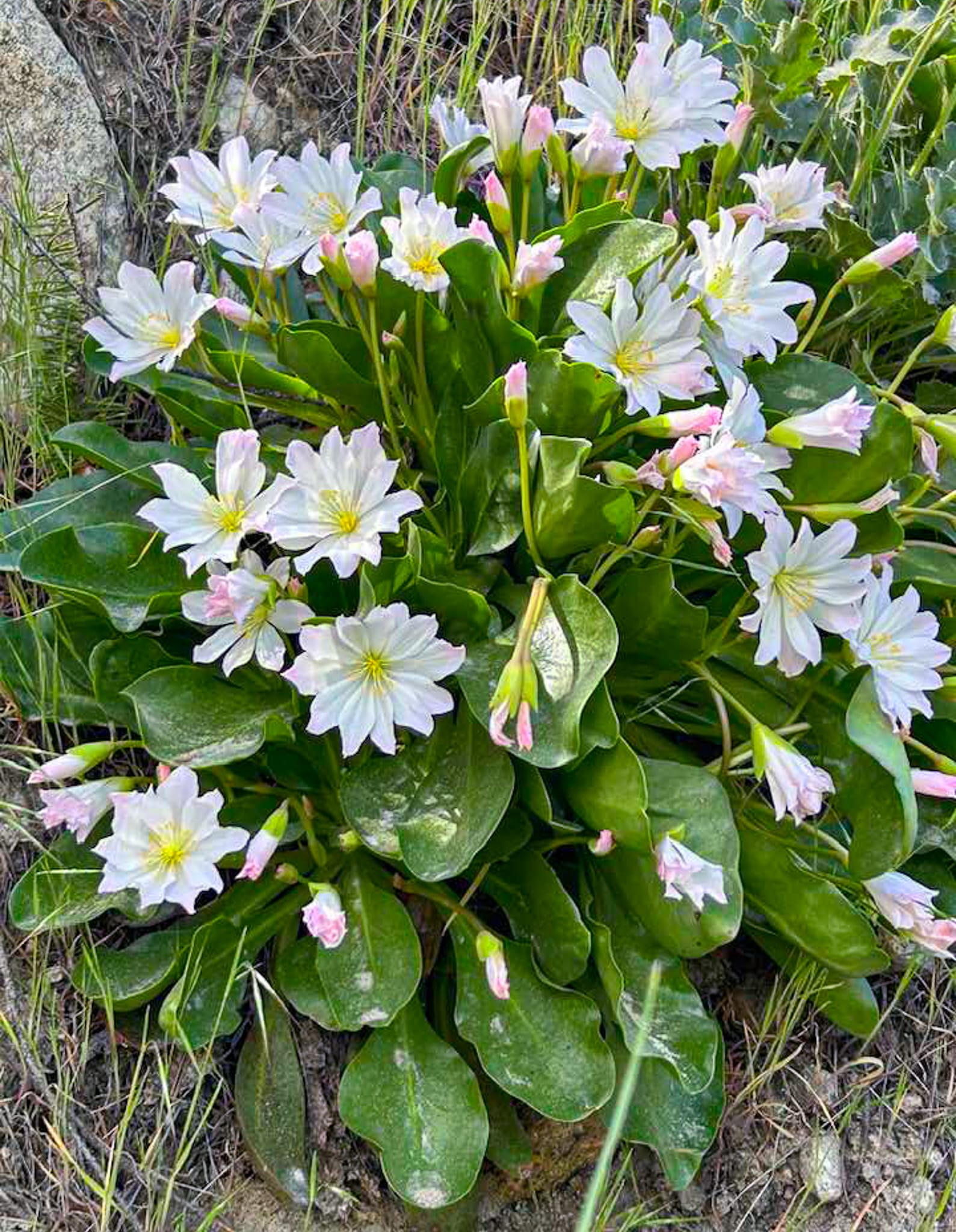 Tweedy's lewisia