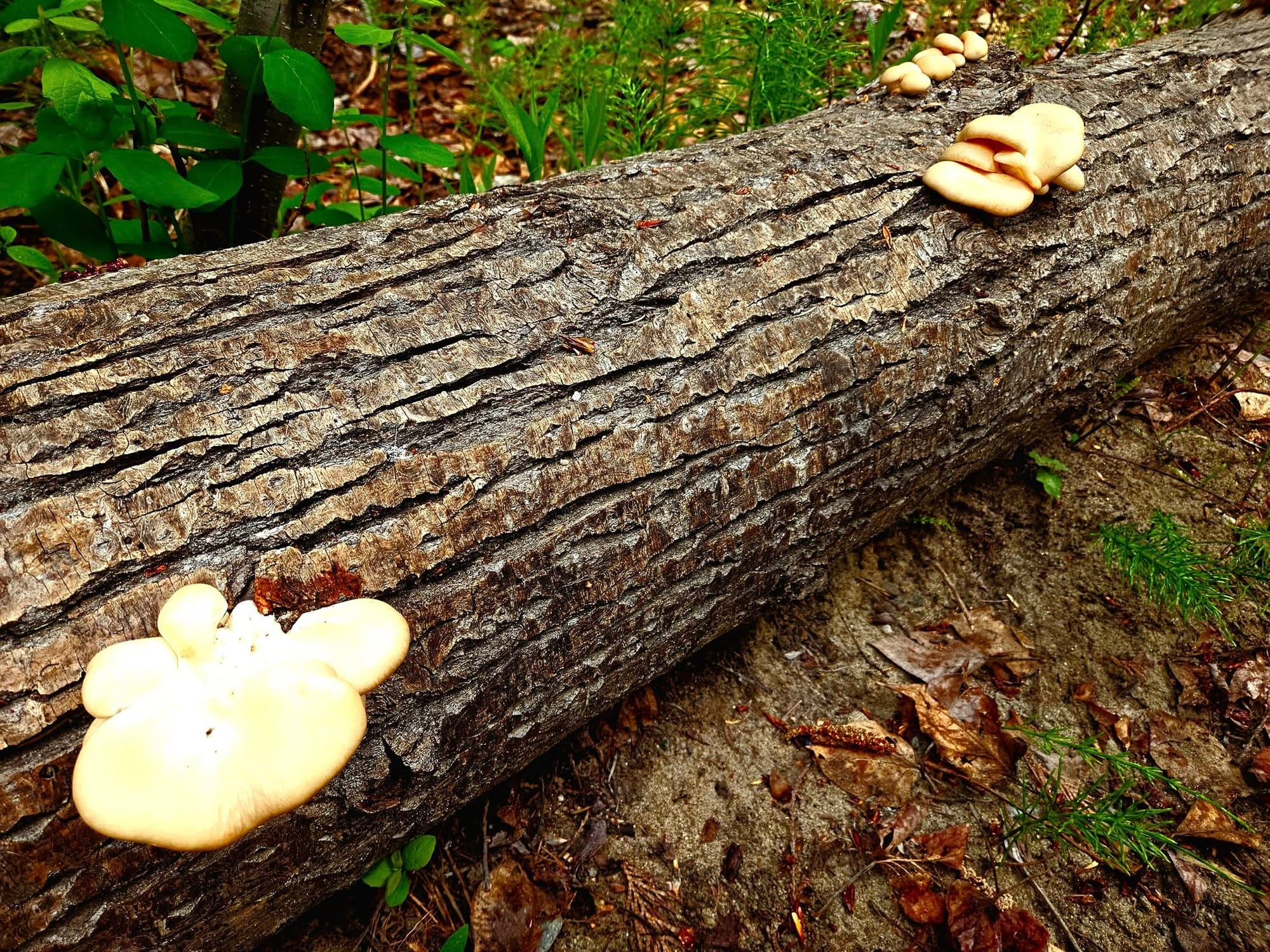 oyster mushrooms
