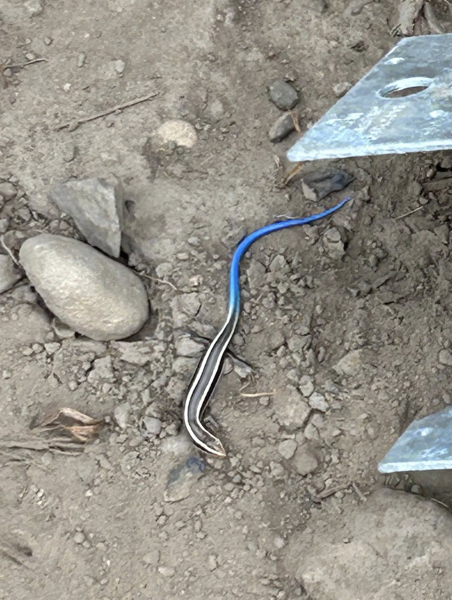western skink