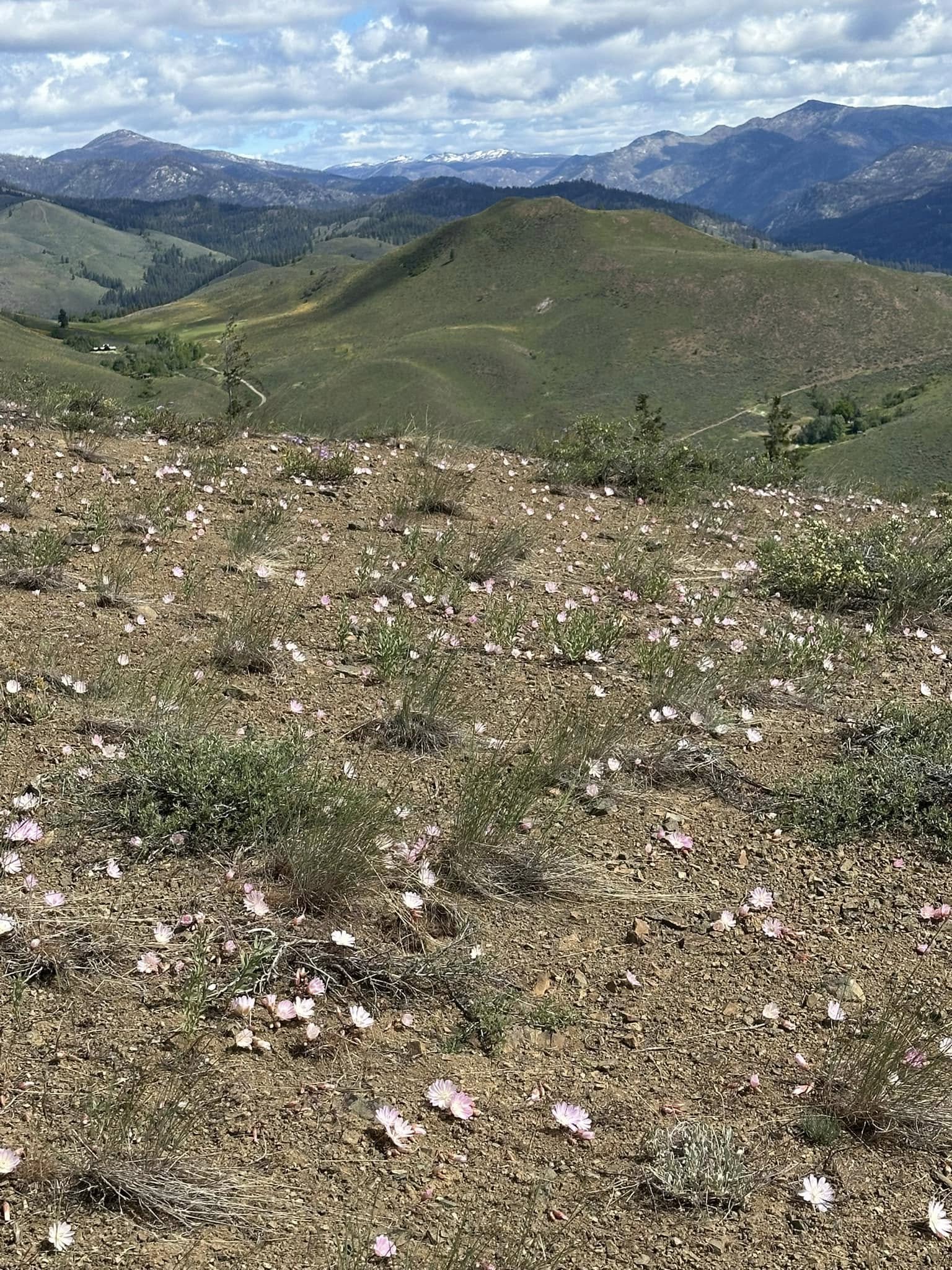 bitterroot flowers