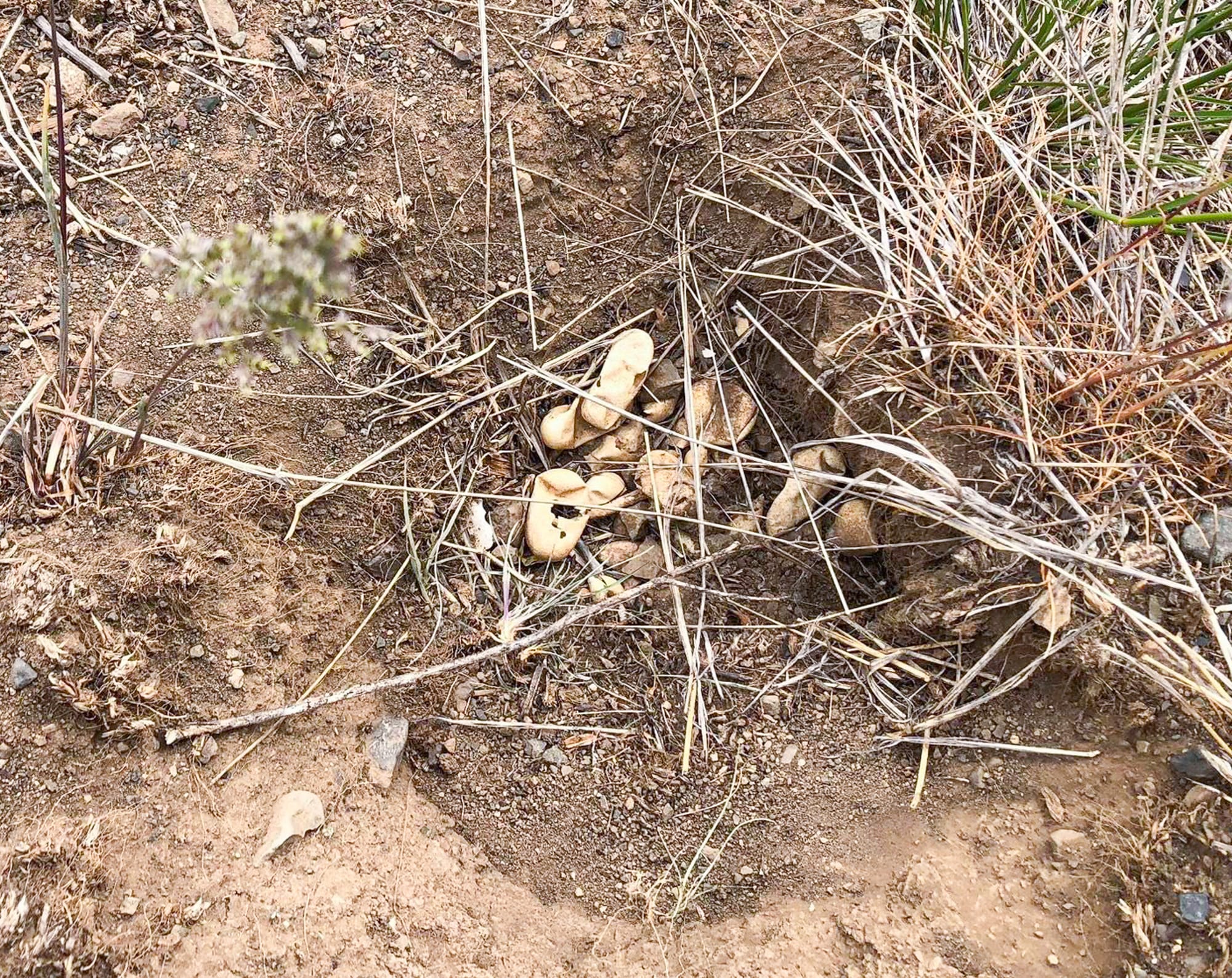 reptile nest