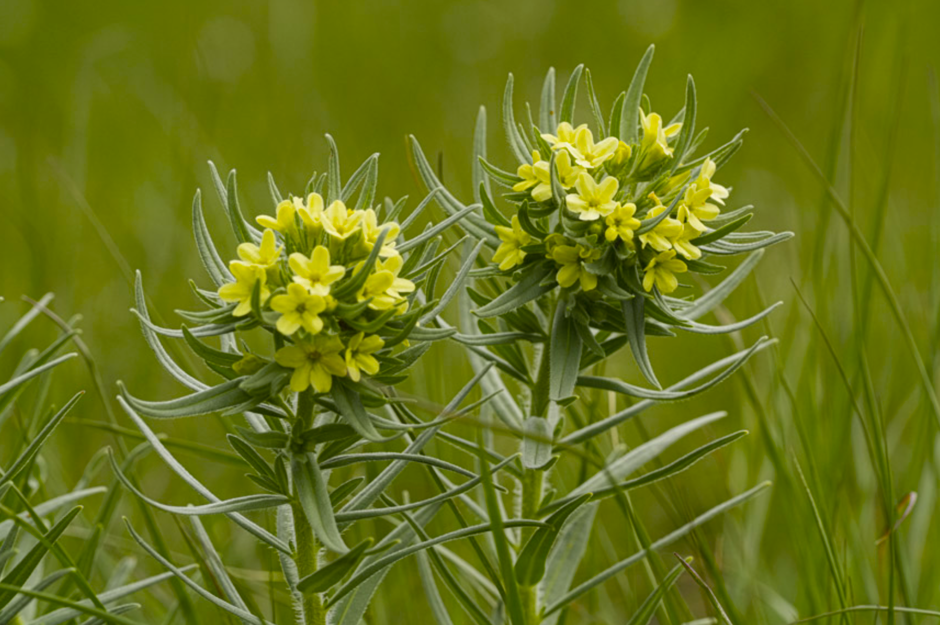 puccoon