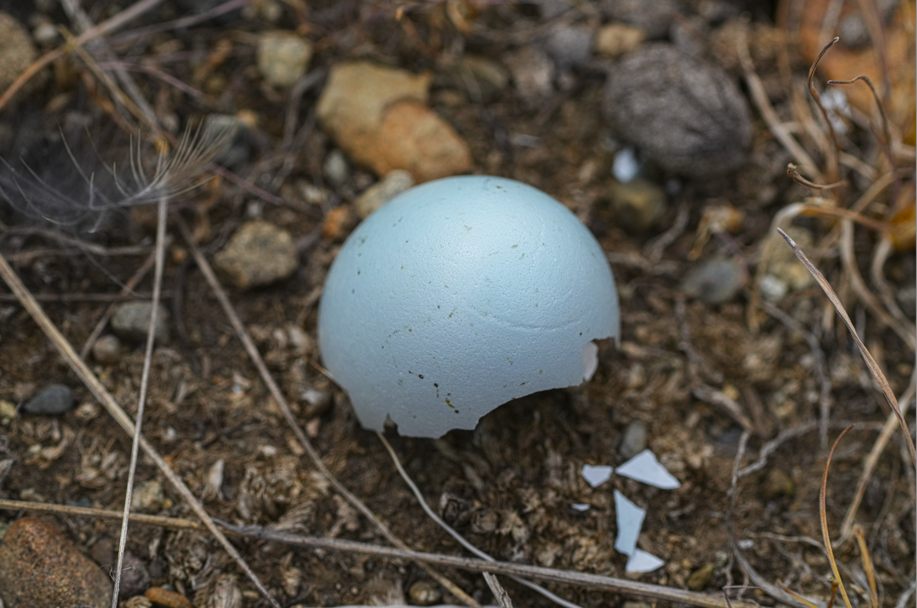 robin egg