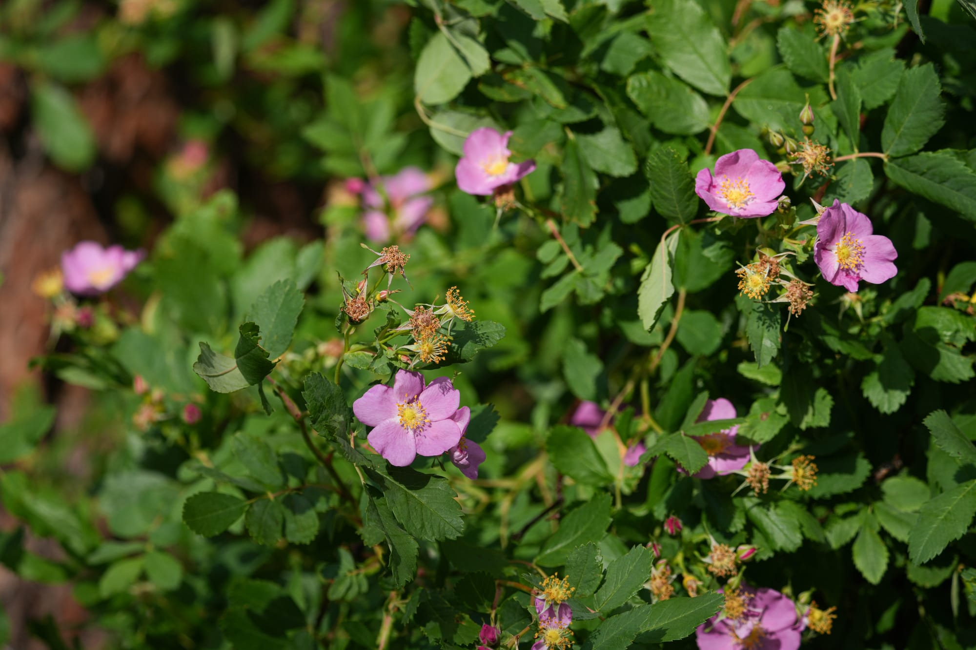 wild rose