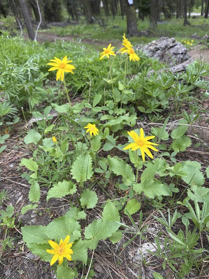 arnica