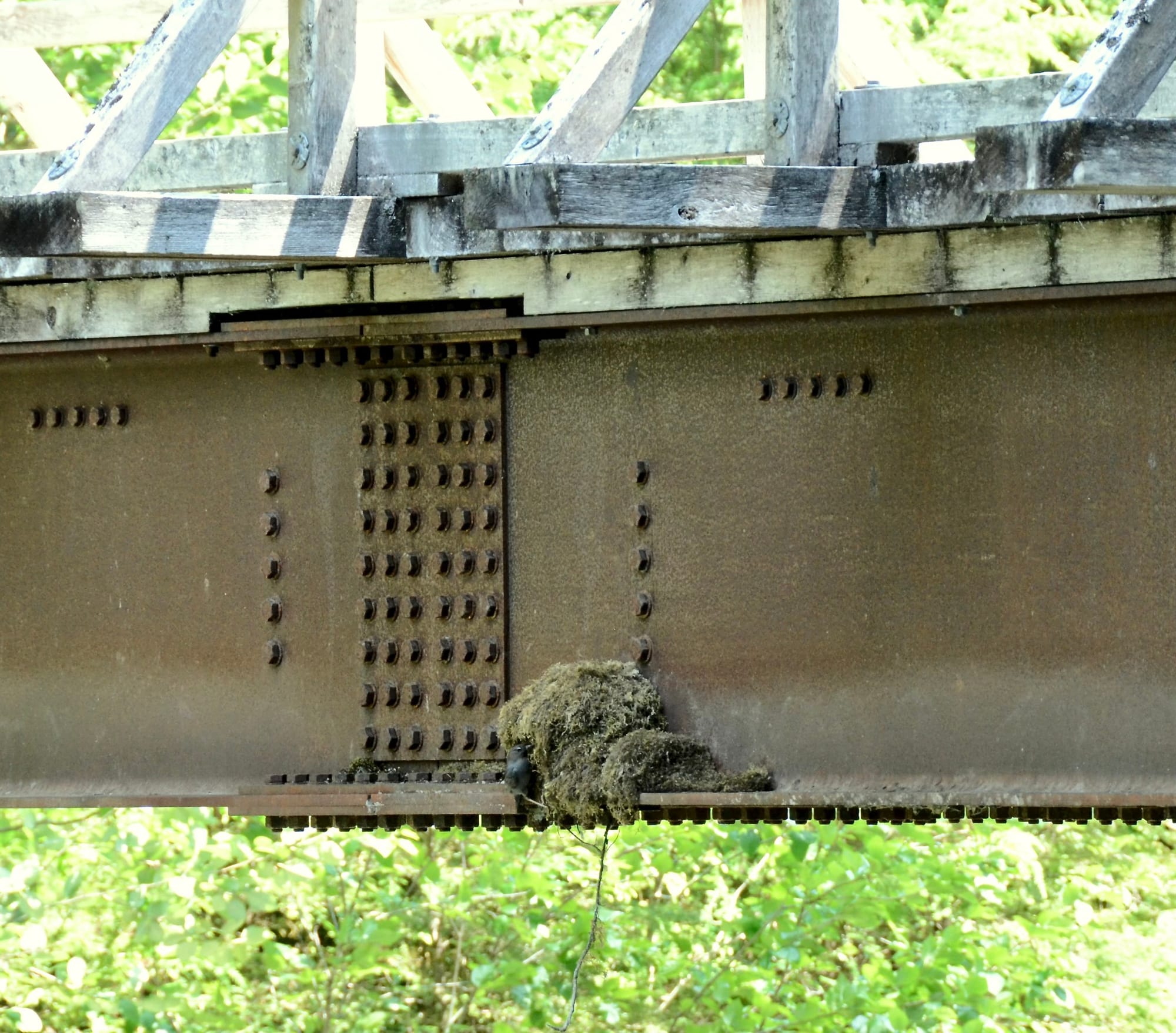 dipper nest