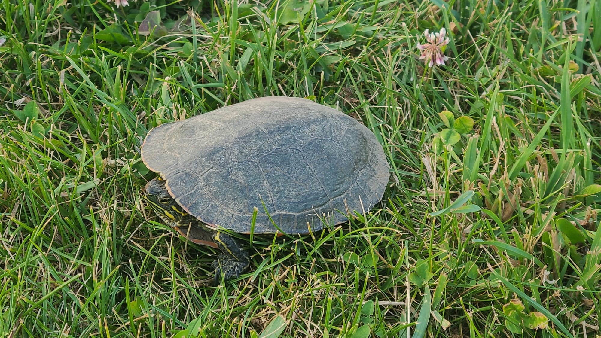 painted turtle