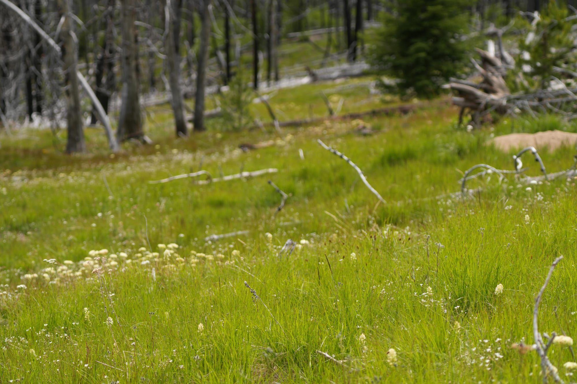 mountain meadow