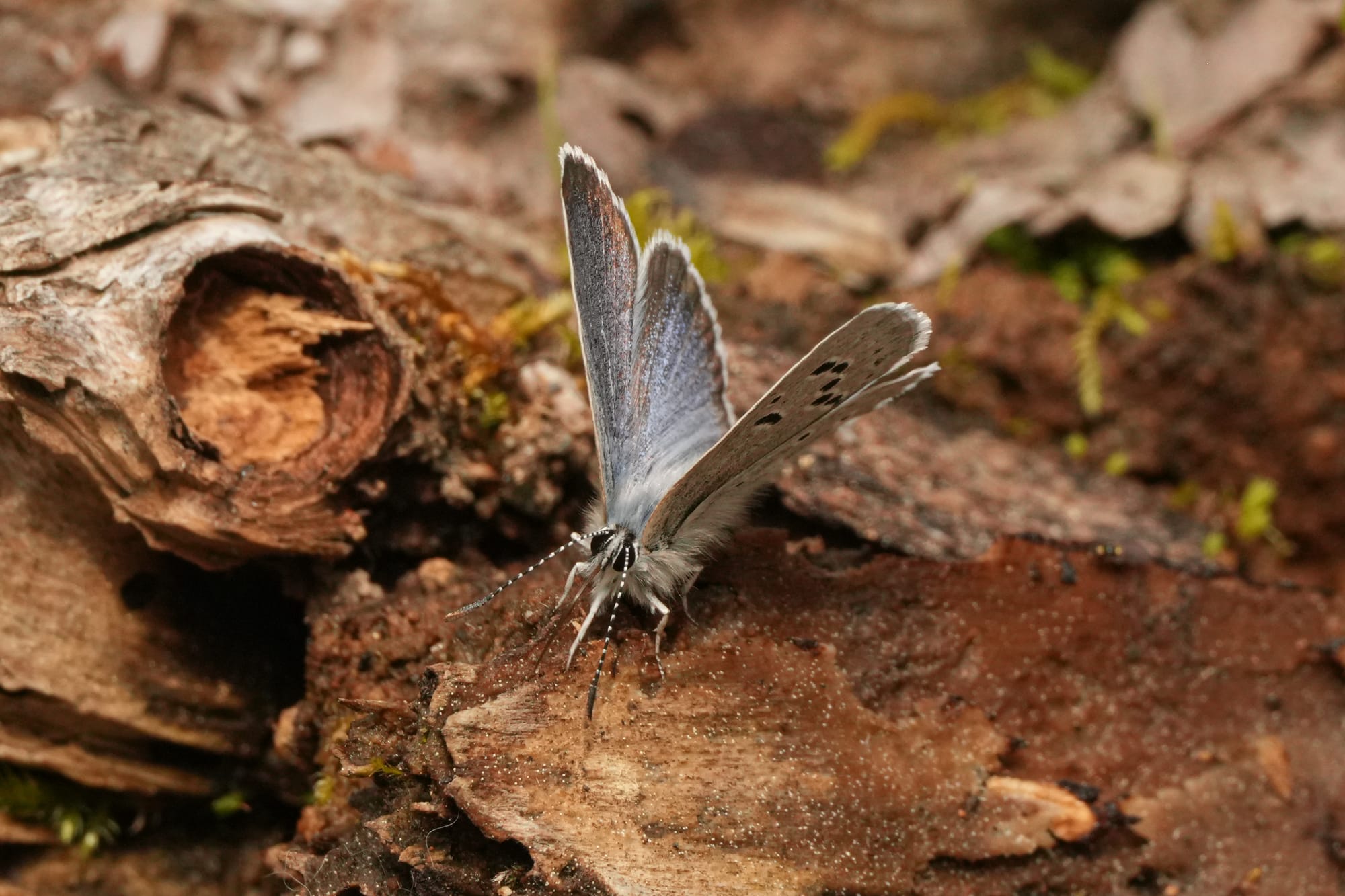 blue butterfly