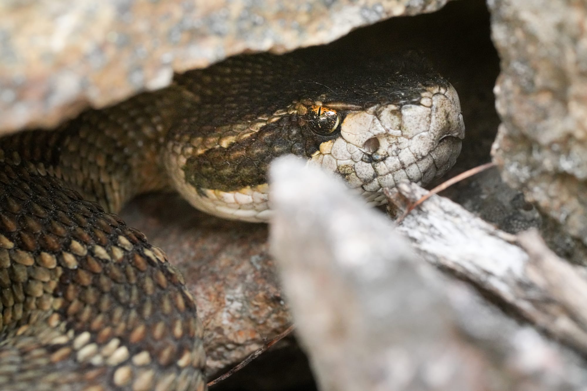 rattlesnake