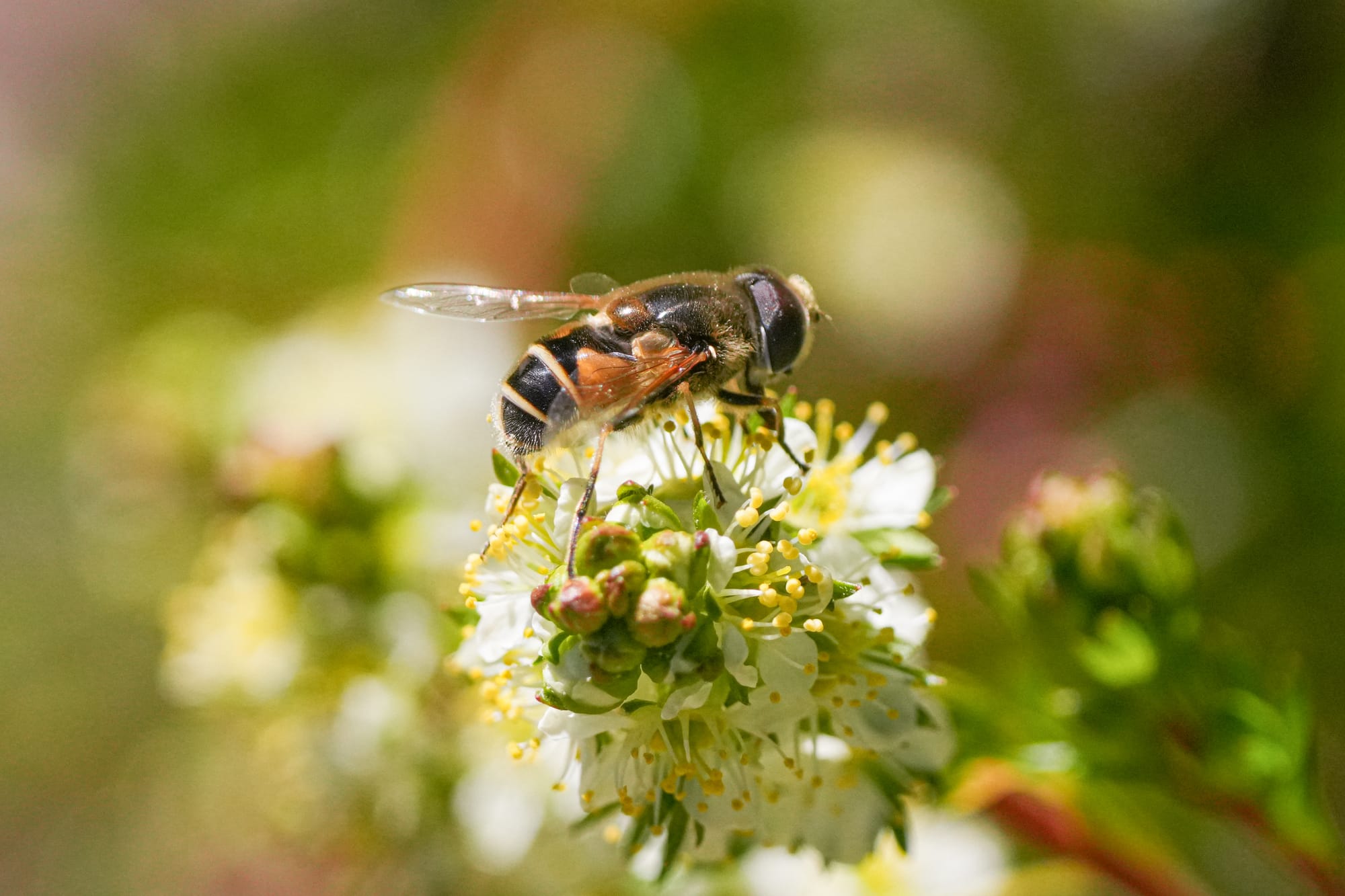 hoverfly
