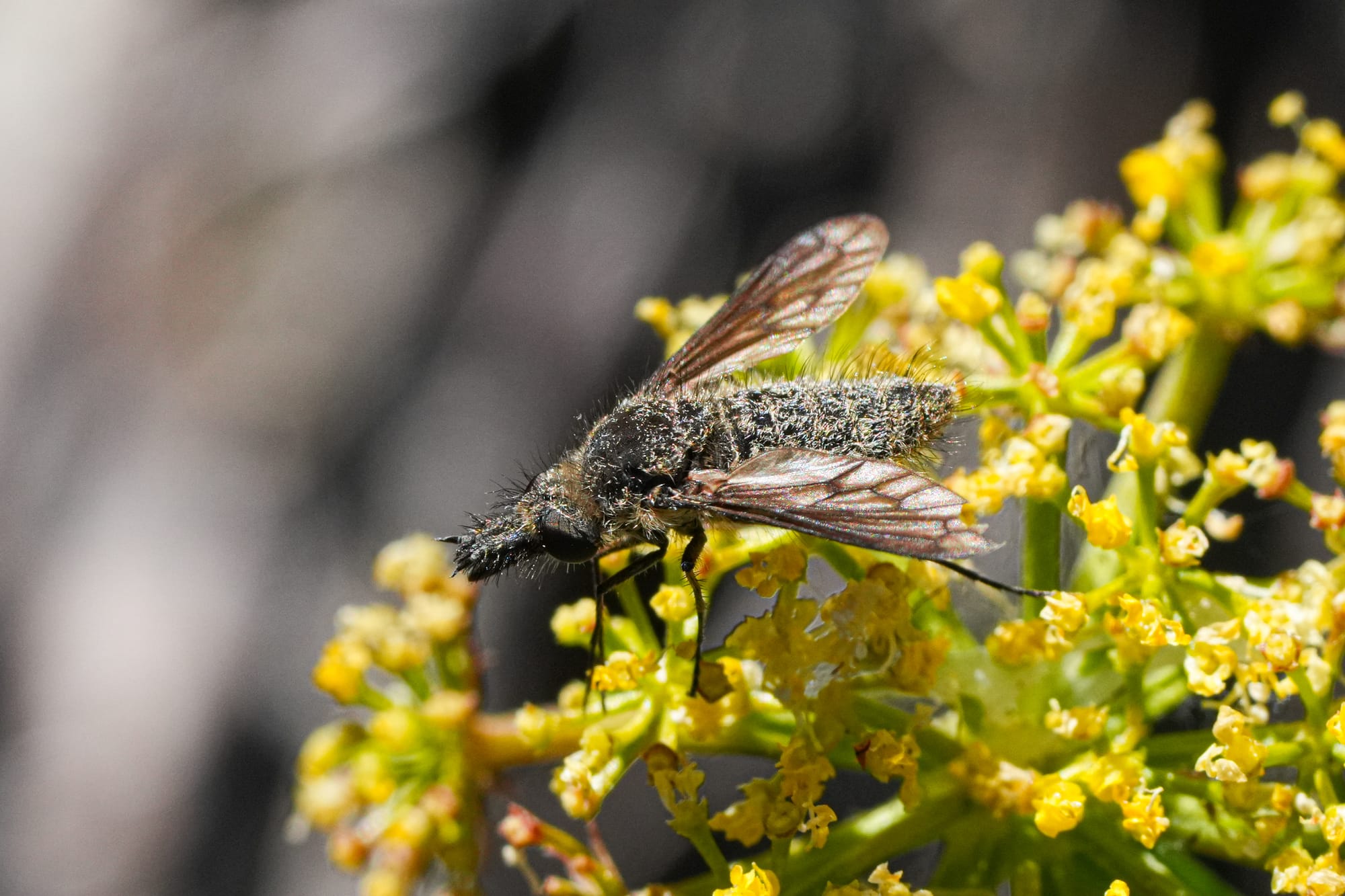 bee fly