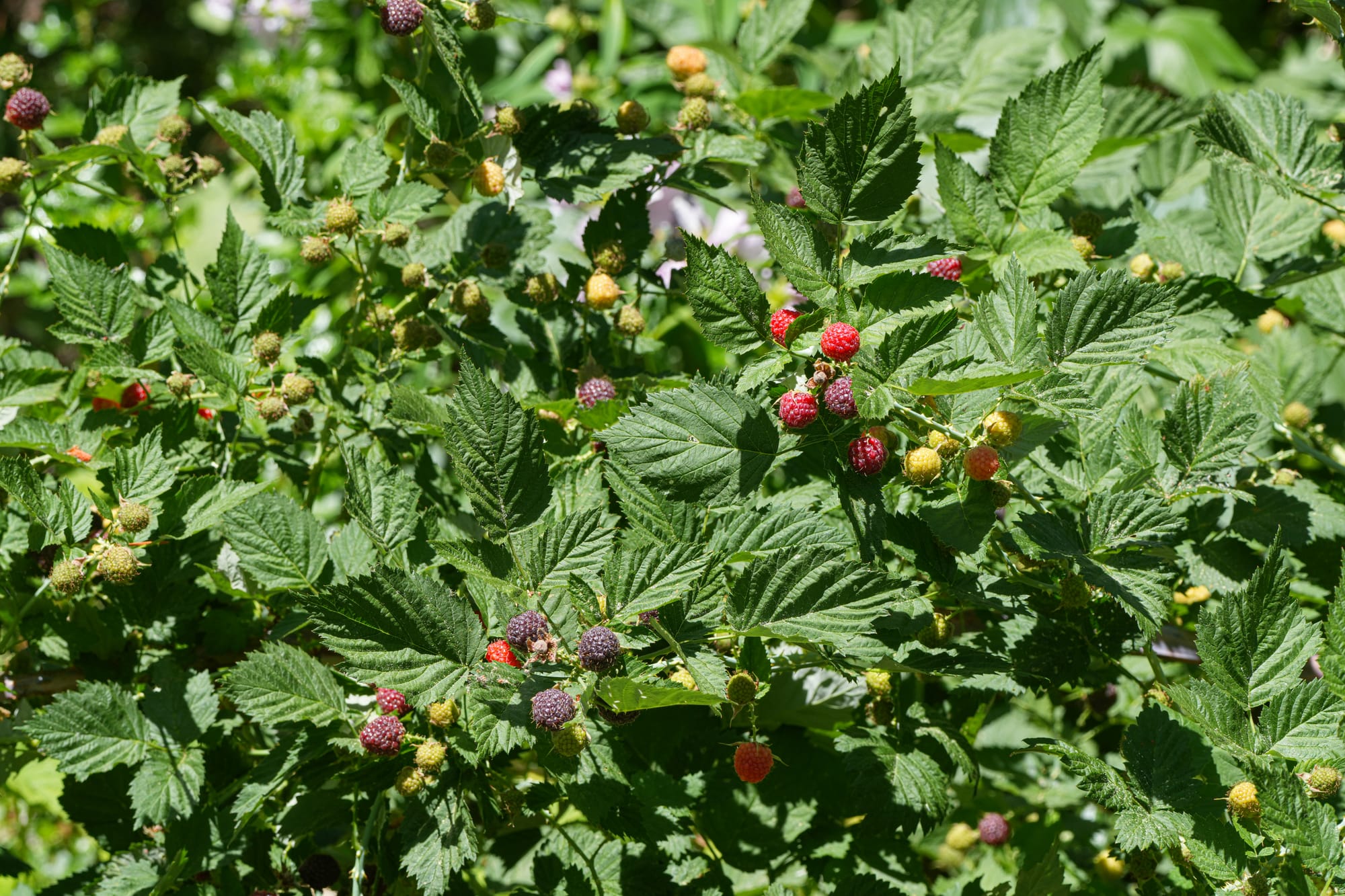 black raspberry