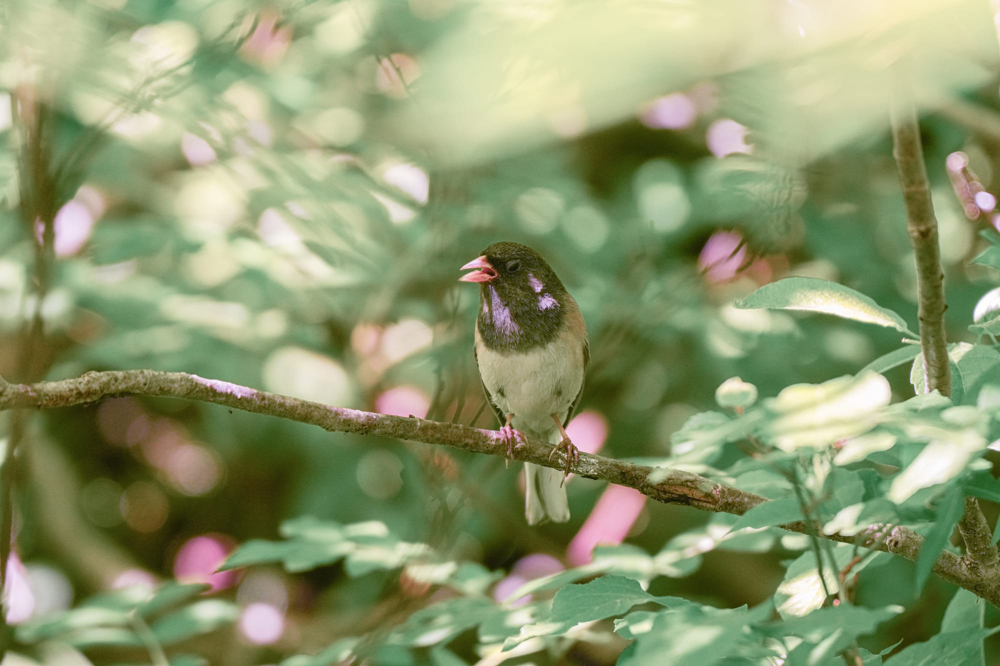 dark-eyed junco