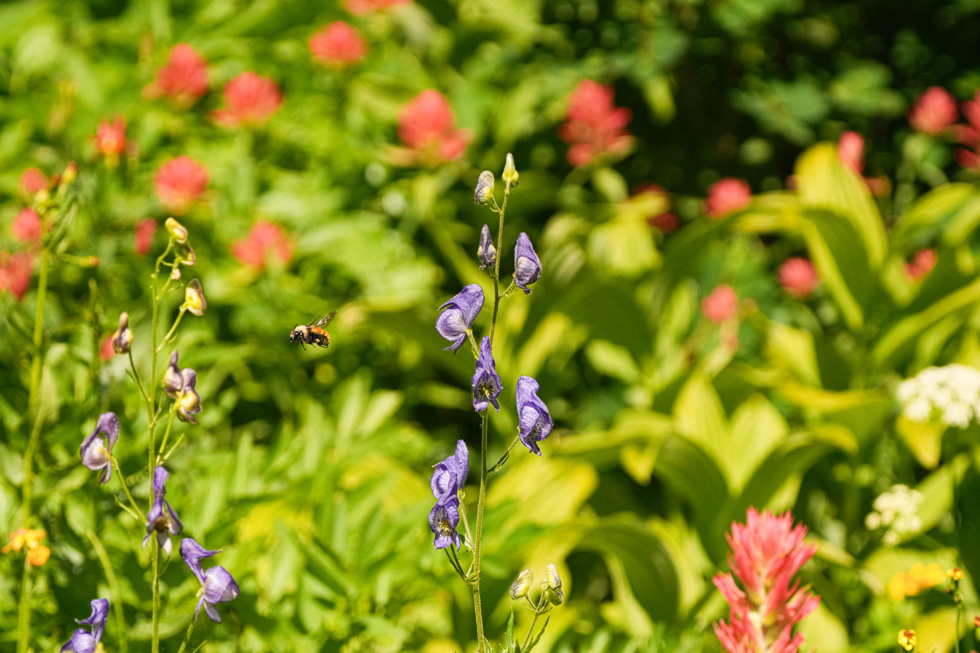 flower garden